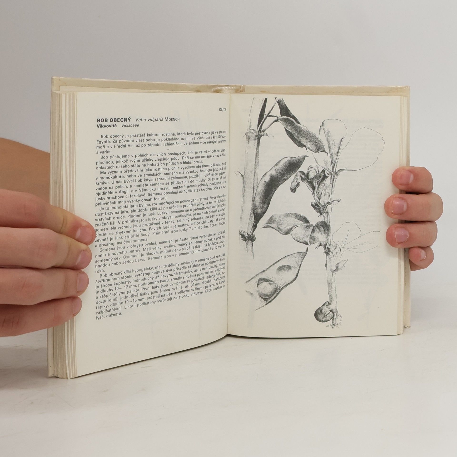 Marie Lhotská Kapesní atlas semen, plodů a klíčních rostlin