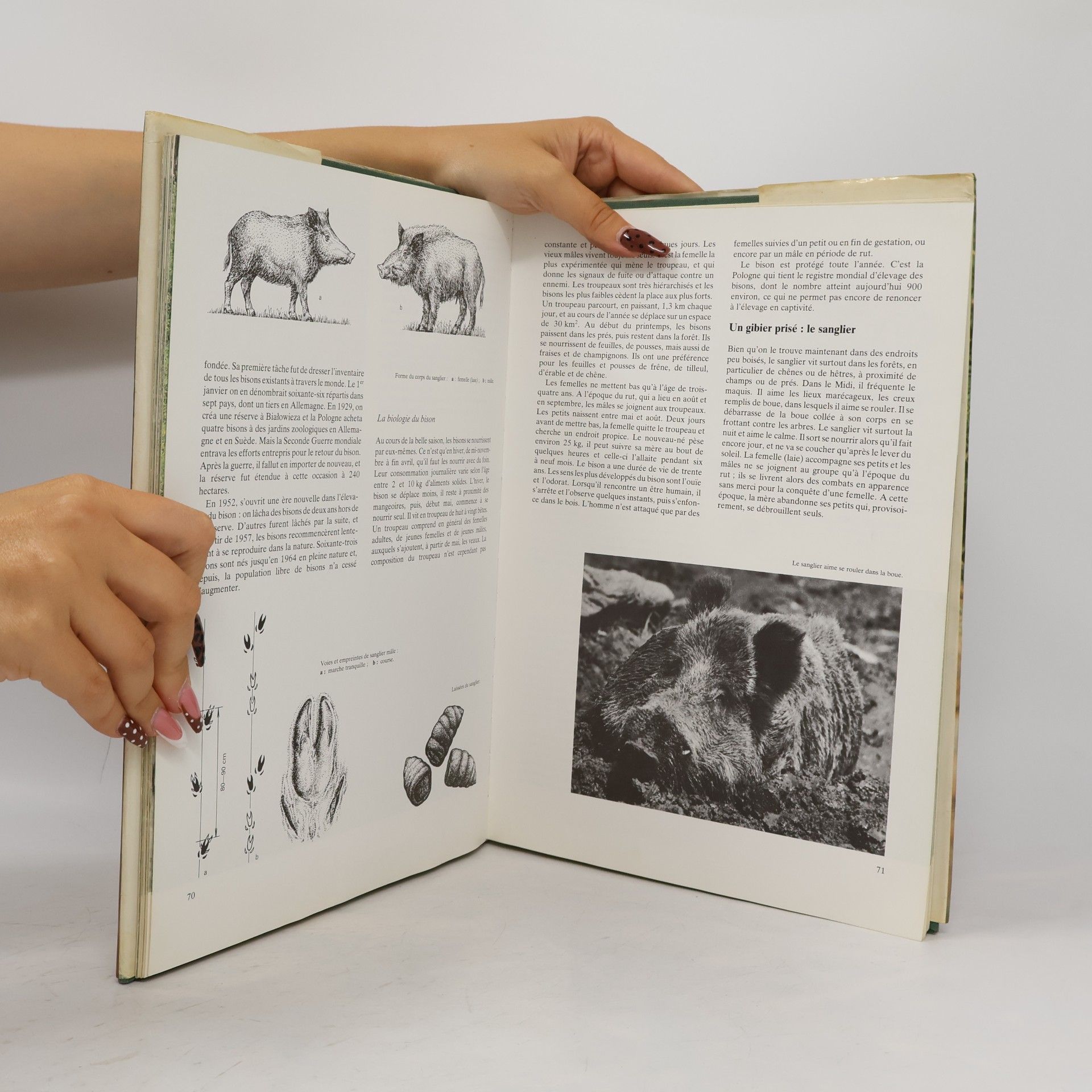 Miroslav Poruba Sur les traces des animaux