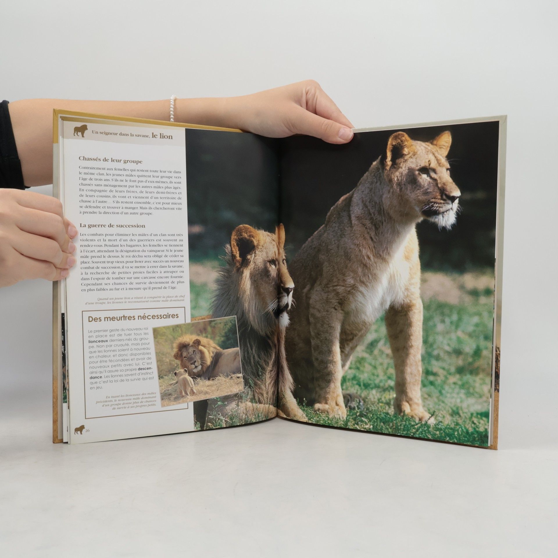 Bernadette Costa-Prades Atlas Junior des Animaux: Un seigneur dans la savane, le lion