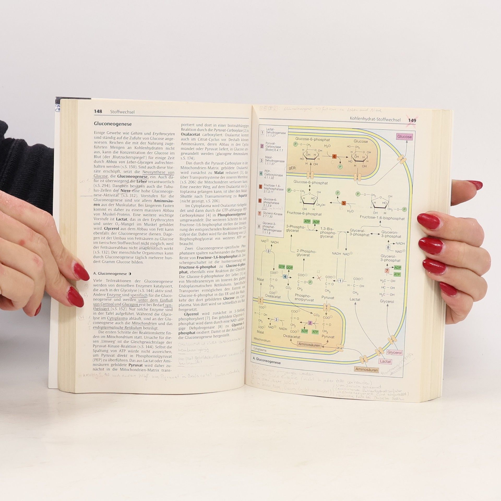 Jan Koolman Taschenatlas der Biochemie