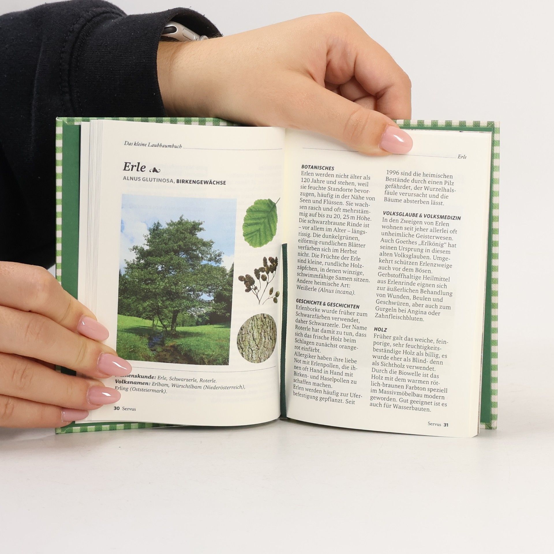 Julia Kospach Das kleine Laubbaumbuch