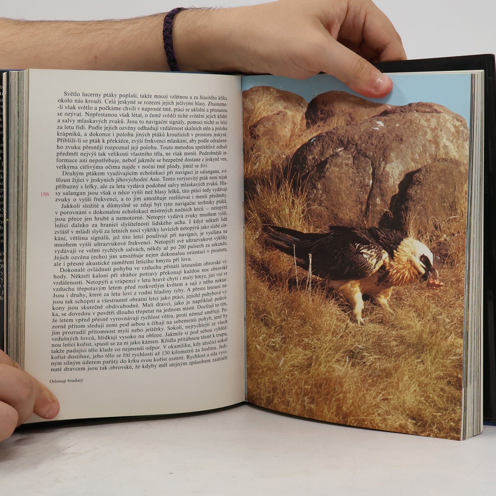 David Attenborough Planeta žije