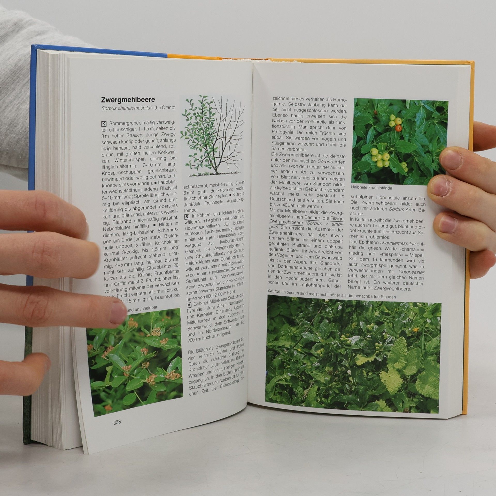 Hans-Ulrich Hecker BLV-Handbuch Bäume und Sträucher