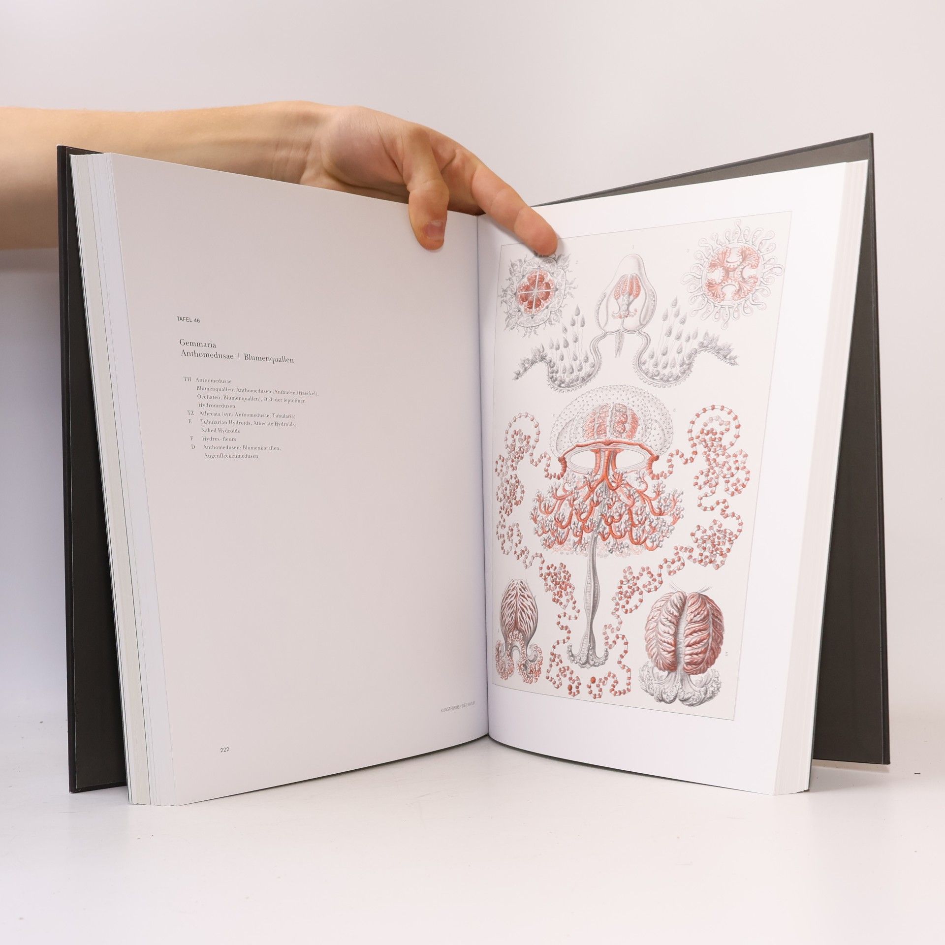 Olaf Breidbach Kunstformen der Natur - Kunstformen aus dem Meer