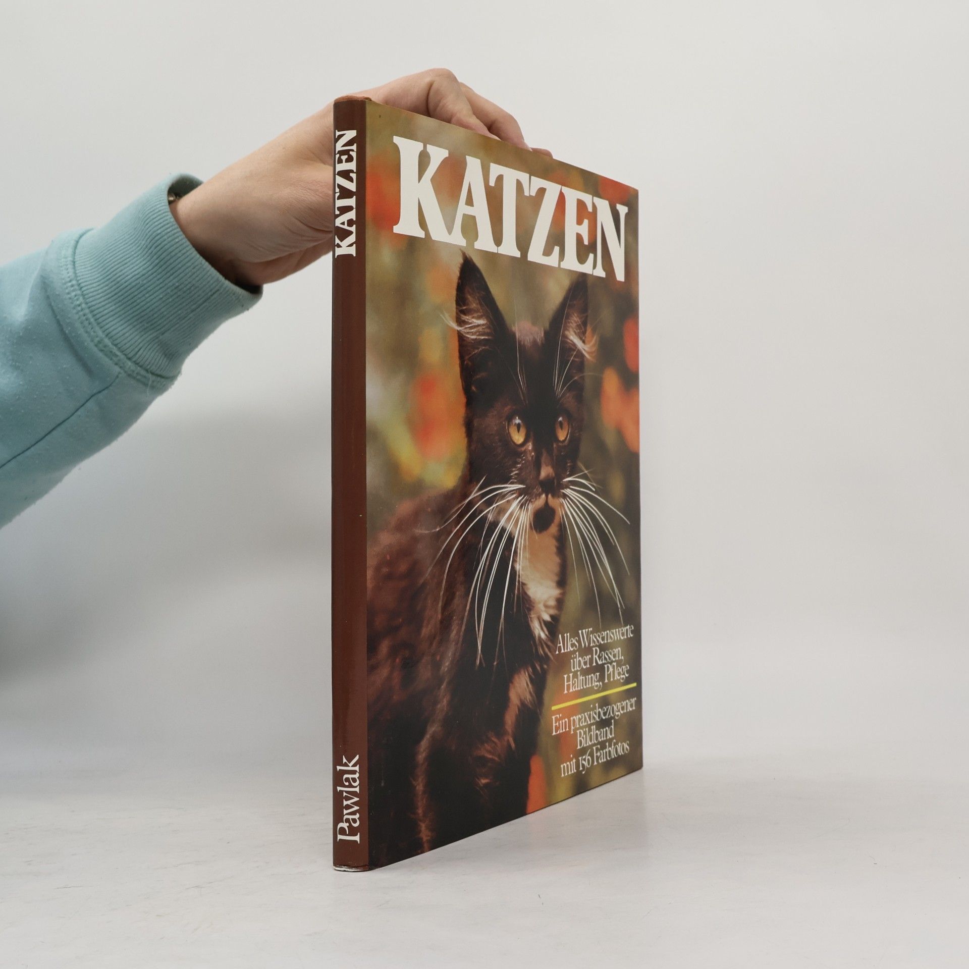 Grace Pond Katzen