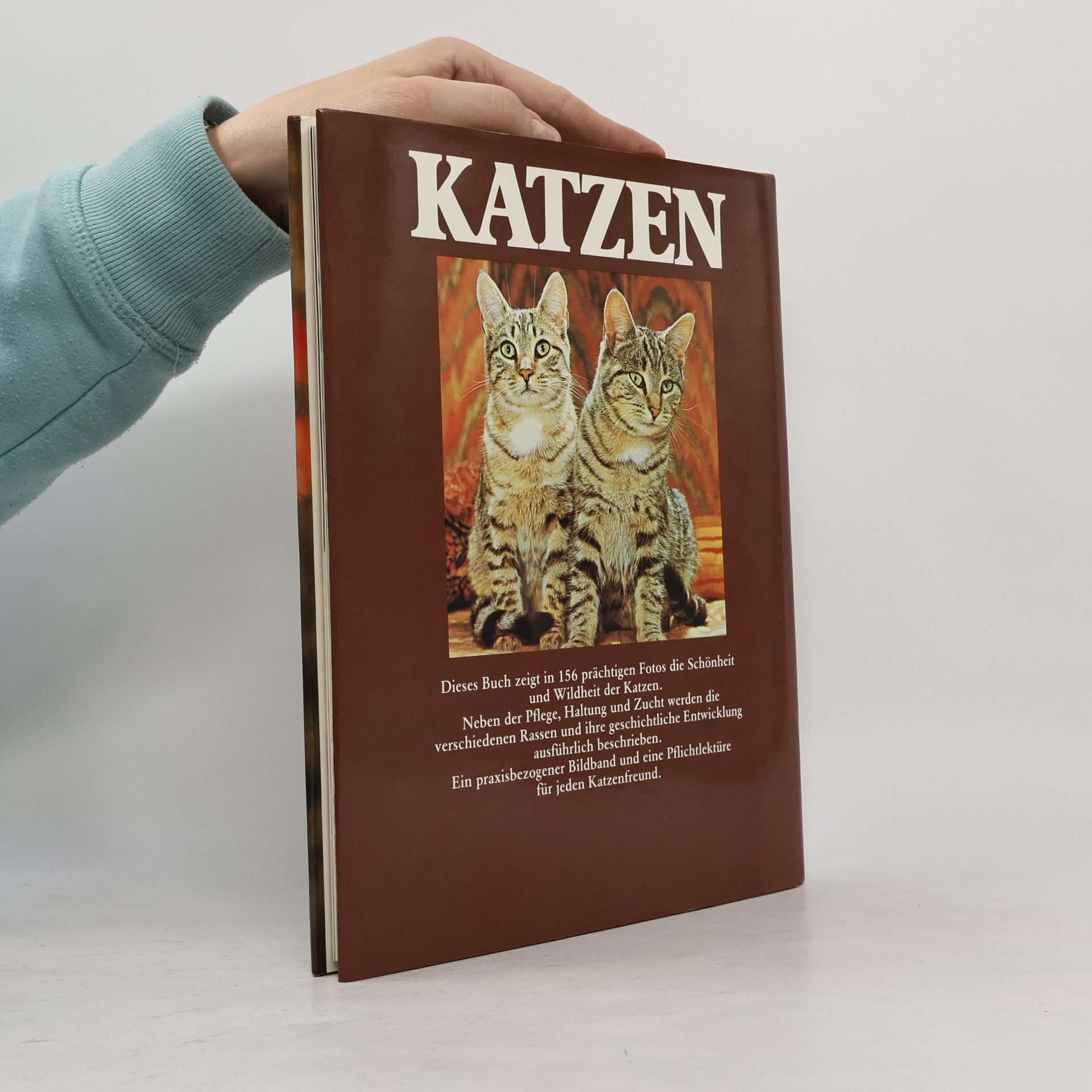 Grace Pond Katzen