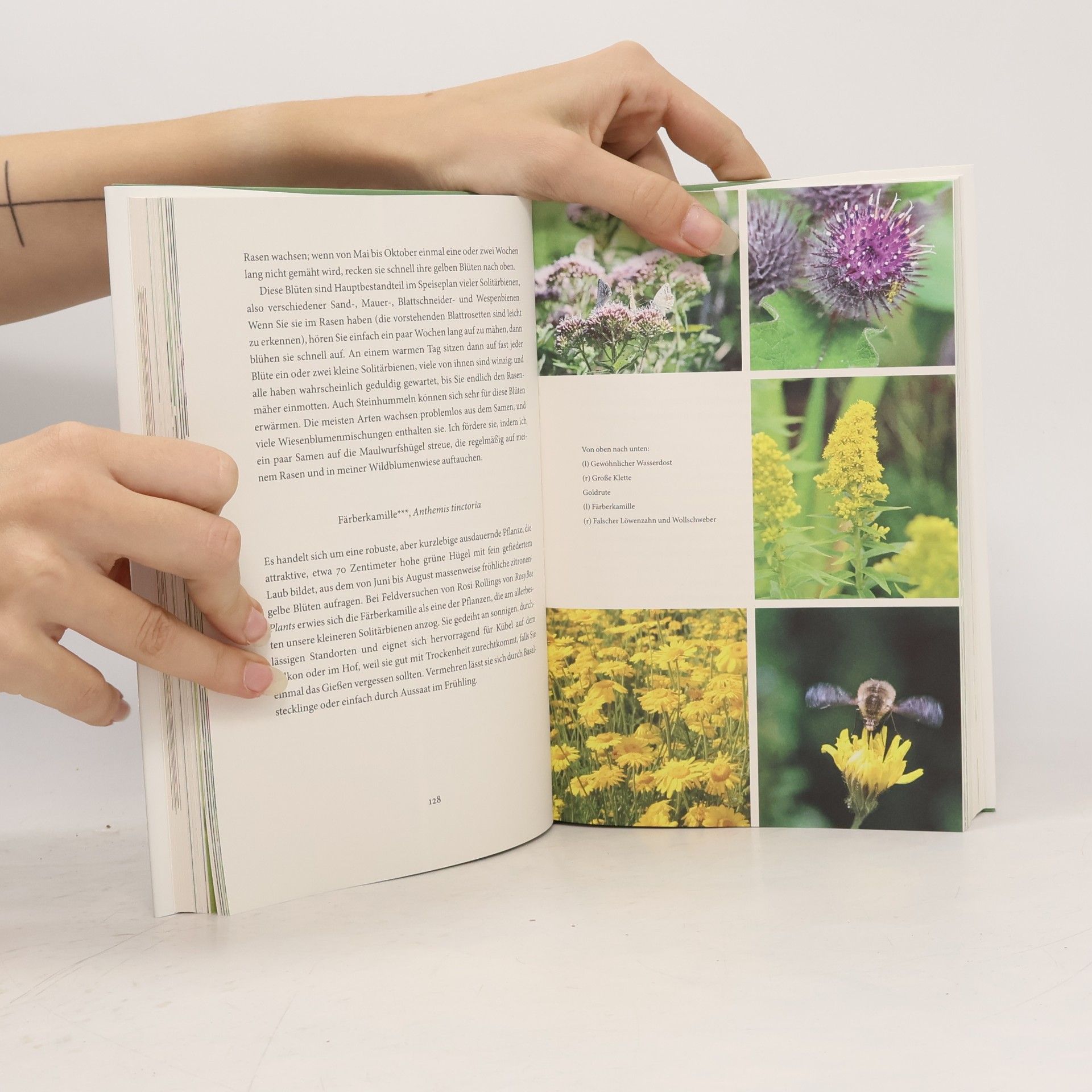 Dave Goulson Bienenweide und Hummelparadies