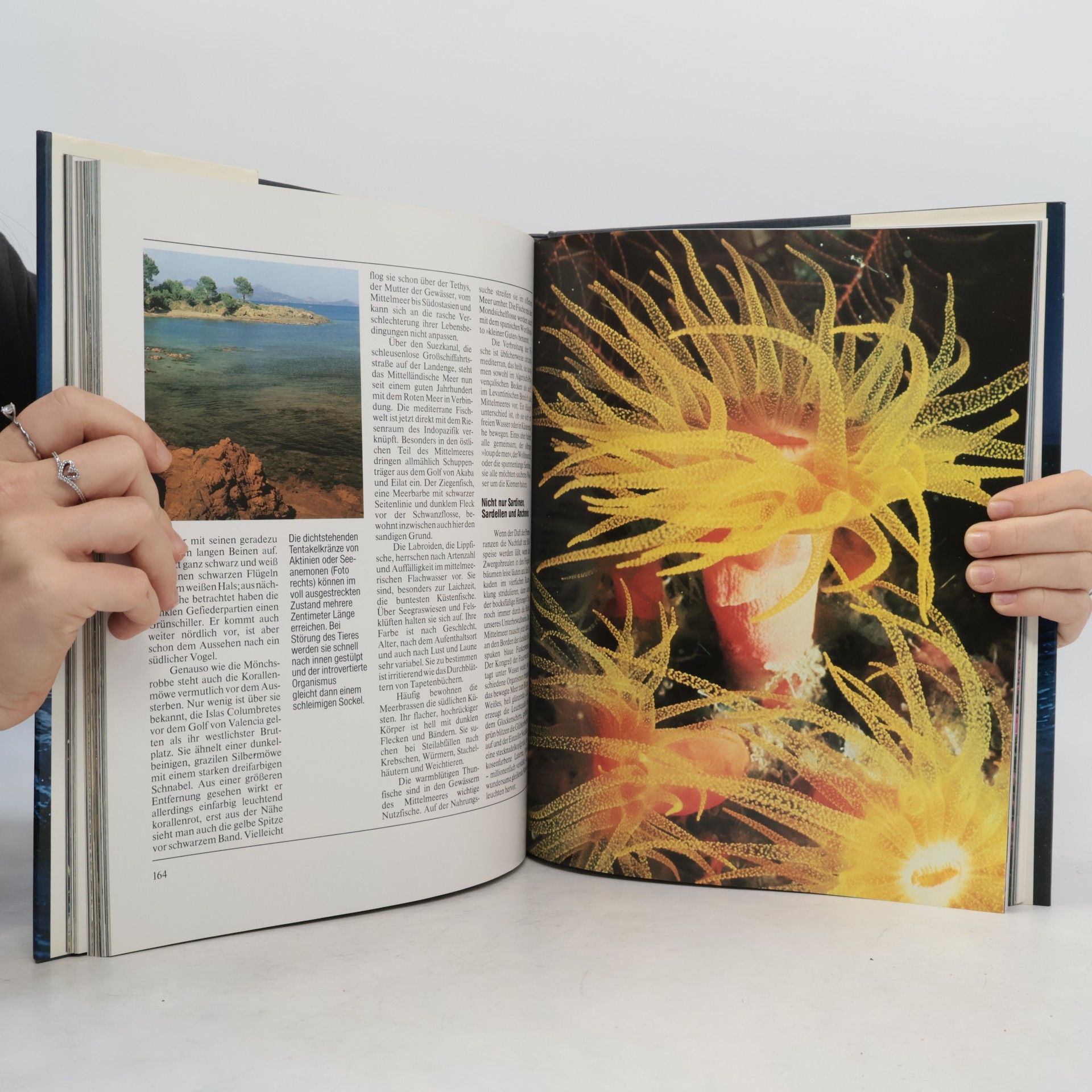 Autorenkollektiv Wunder Zwischen Land Und Meer