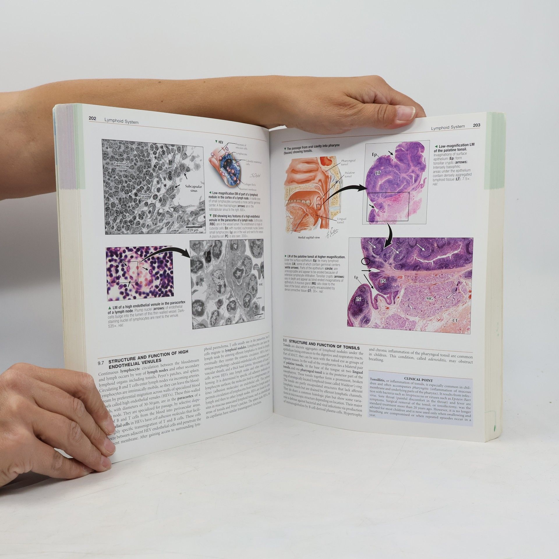 William K Ovalle Netter's Essential Histology