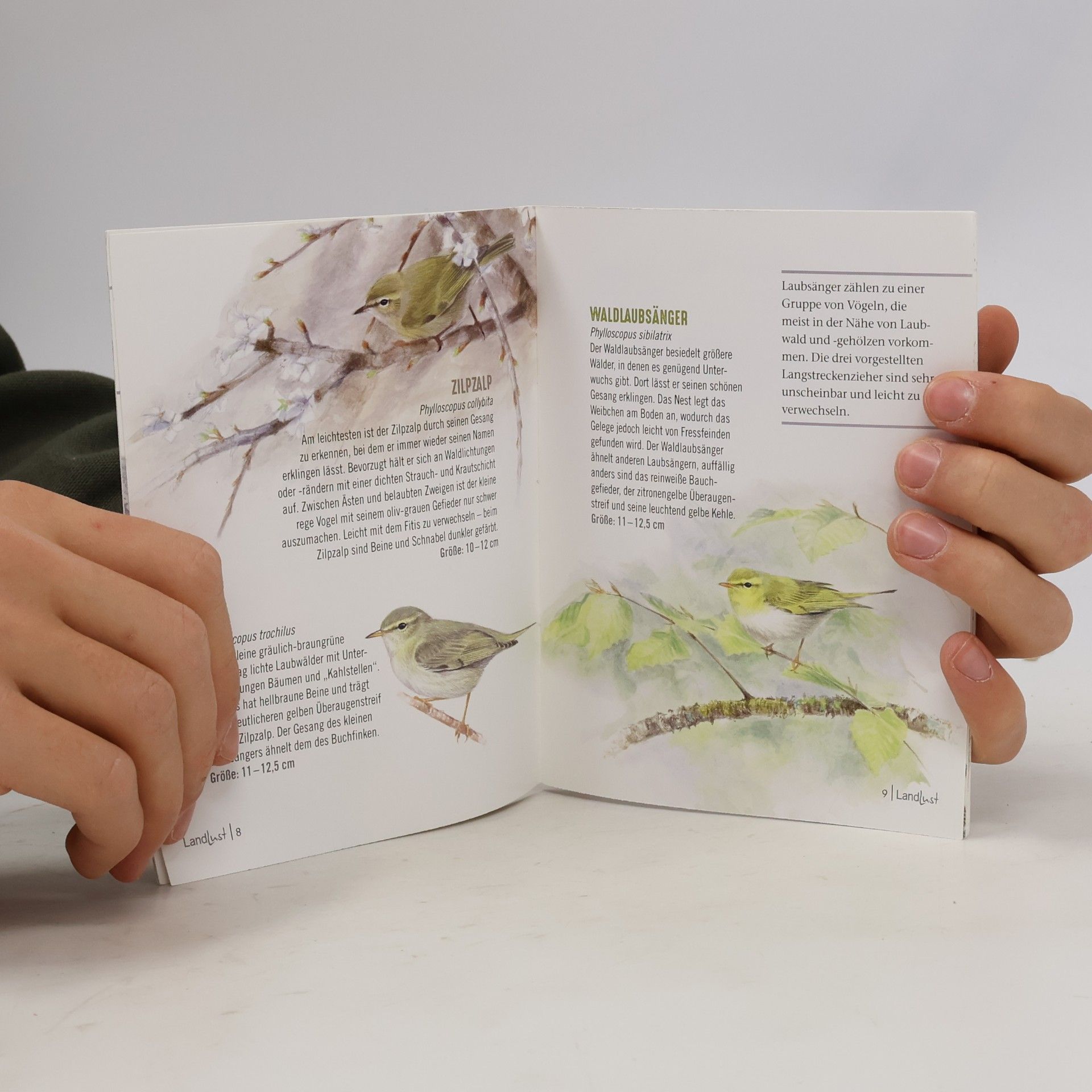 kolektiv Vögel des Waldes