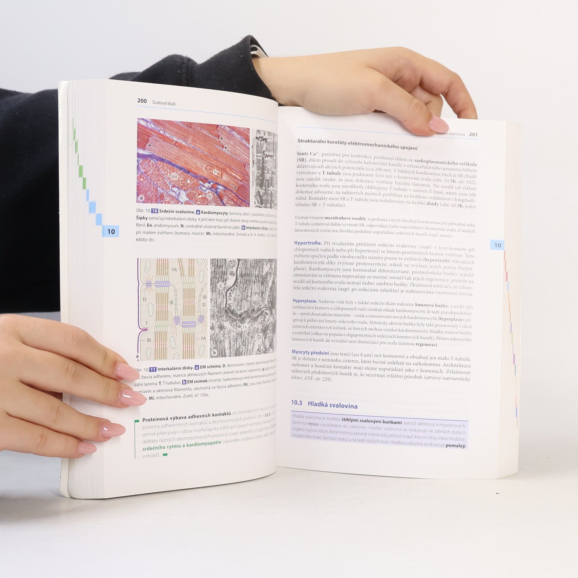 Renate Lüllmann-Rauch Histologie