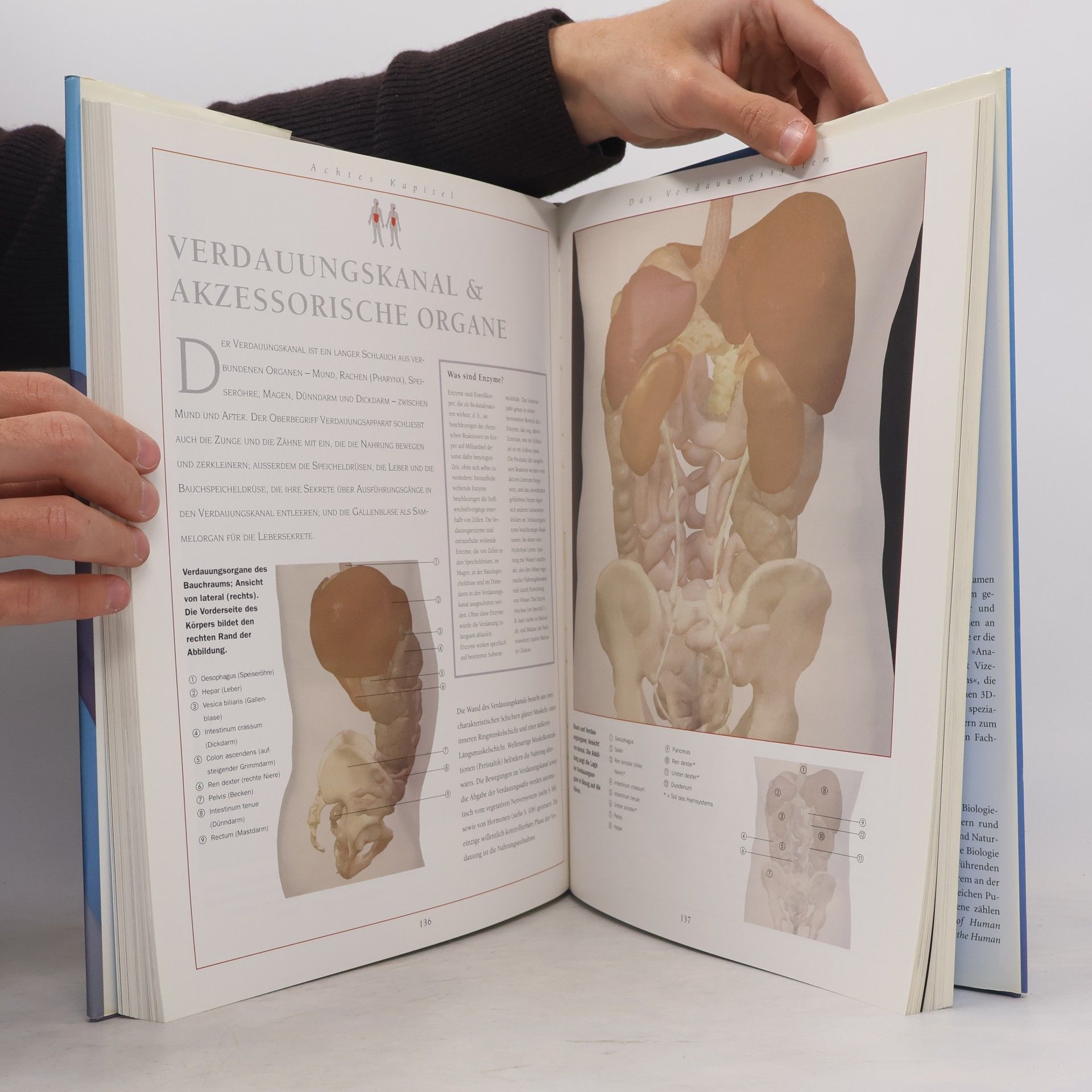Thomas O. McCracken Der 3D Anatomie Atlas
