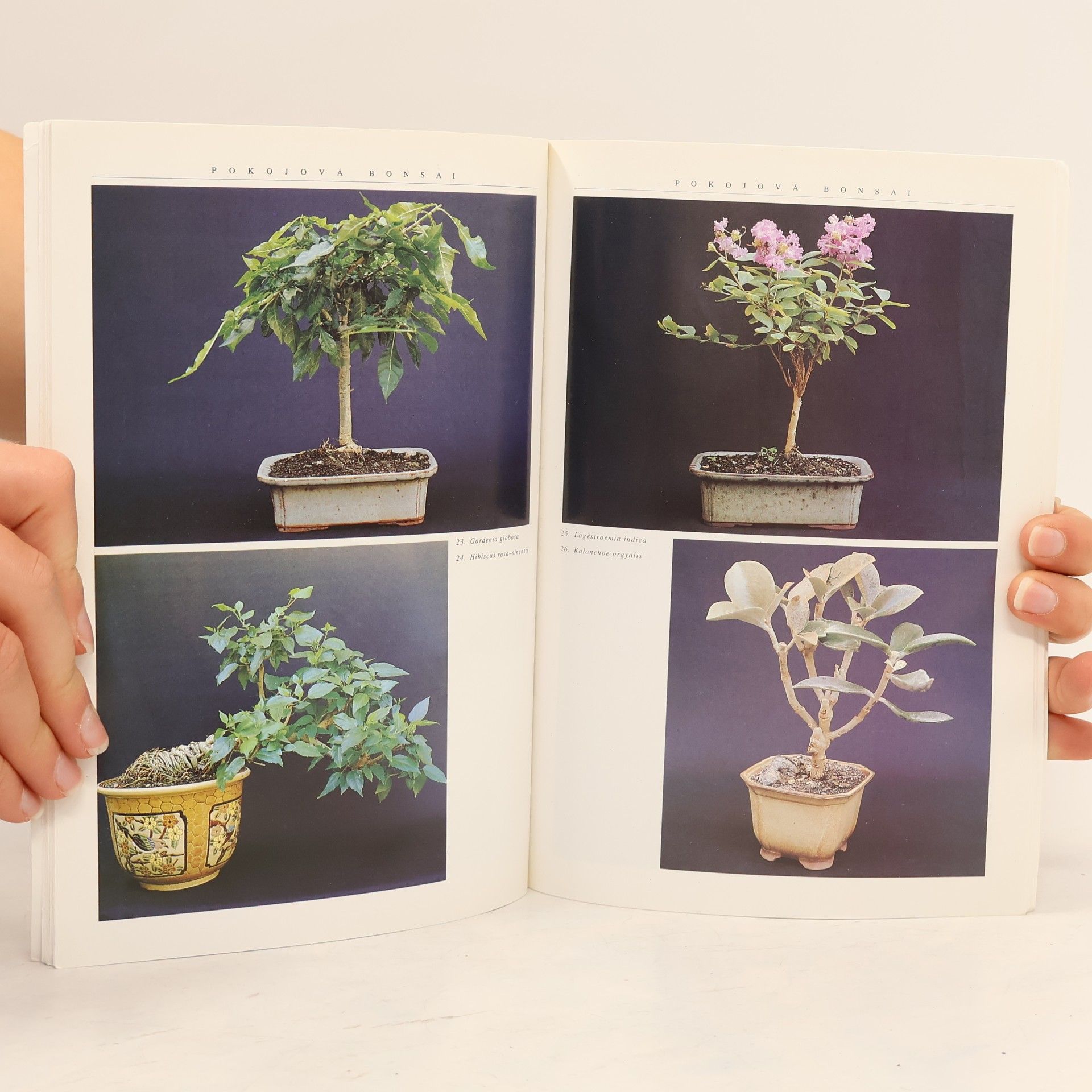 Jindřich Votýpka Pokojová bonsai