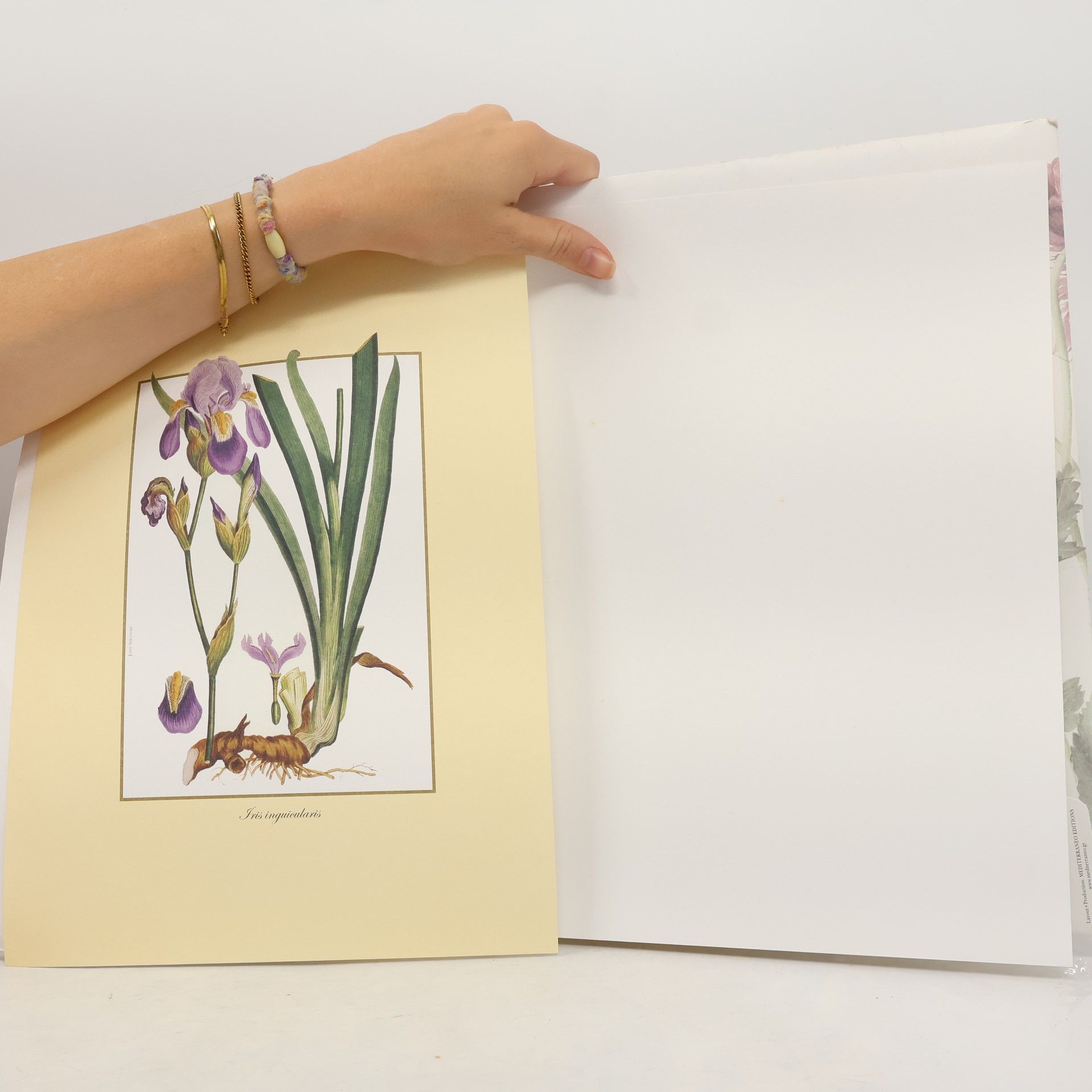 Various authors Flora Hellenica