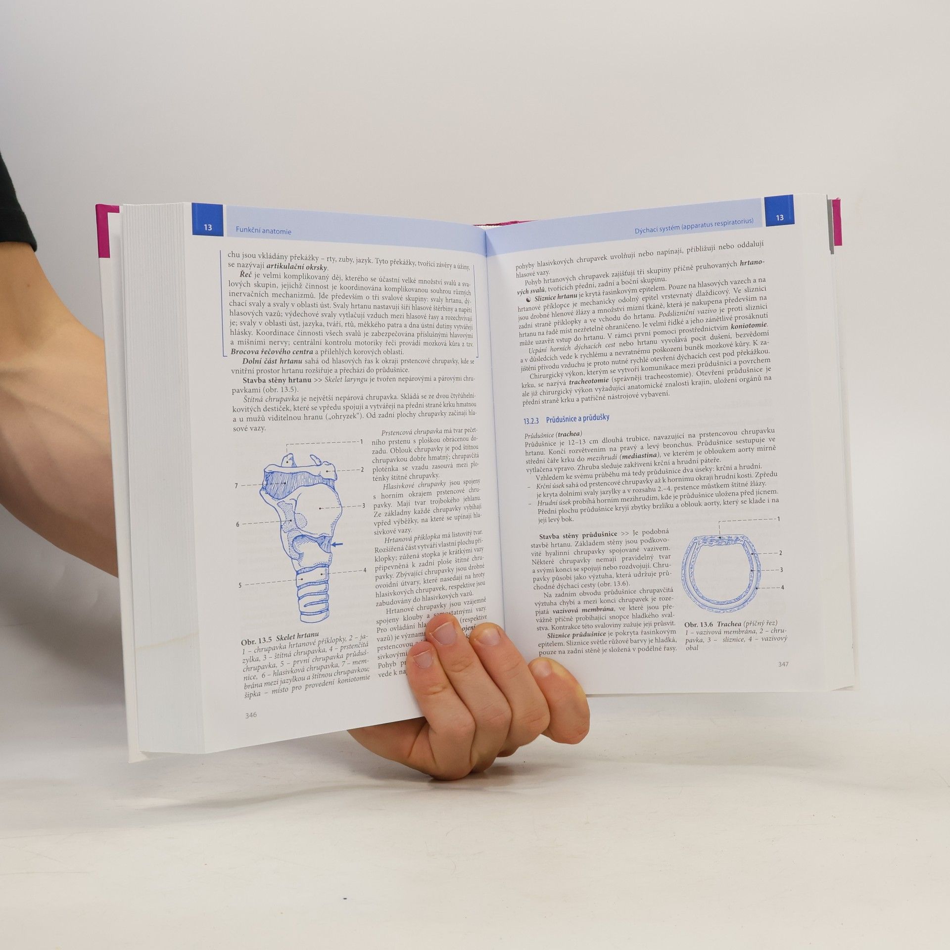 Ivan Dylevský Funkční anatomie