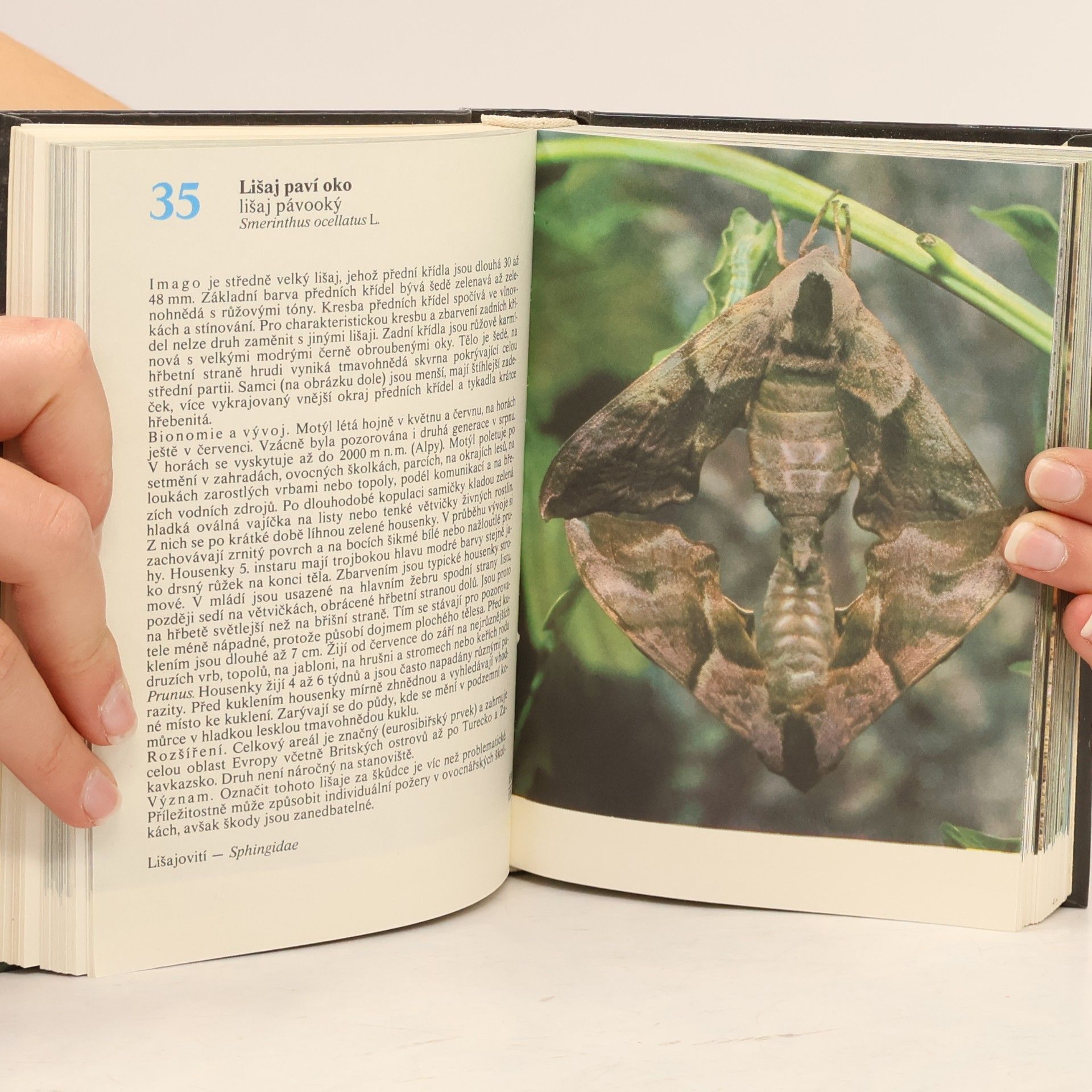 Rudolf Hrabák Kapesní atlas našich motýlů