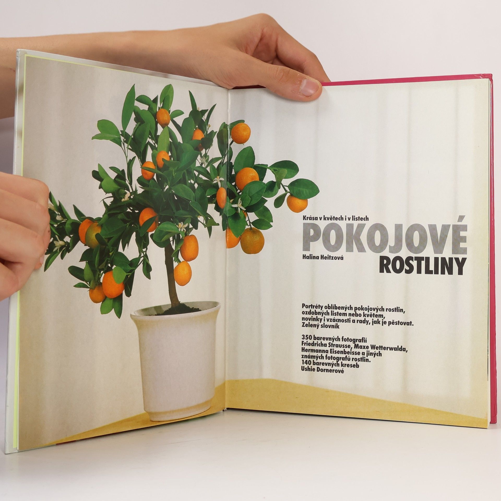 Halina Heitz Pokojové rostliny