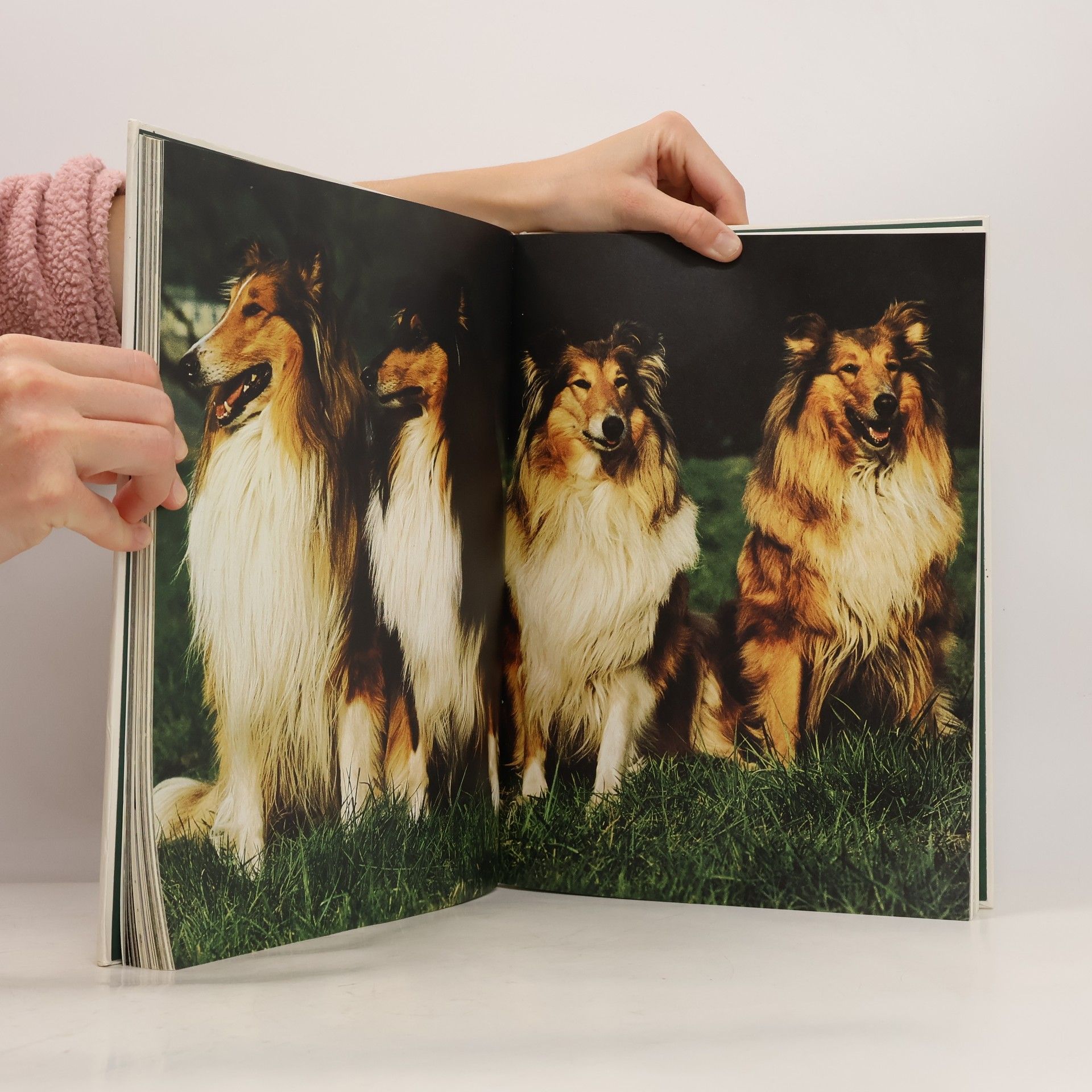 Autorenkollektiv Bilderlexikon der Hunde