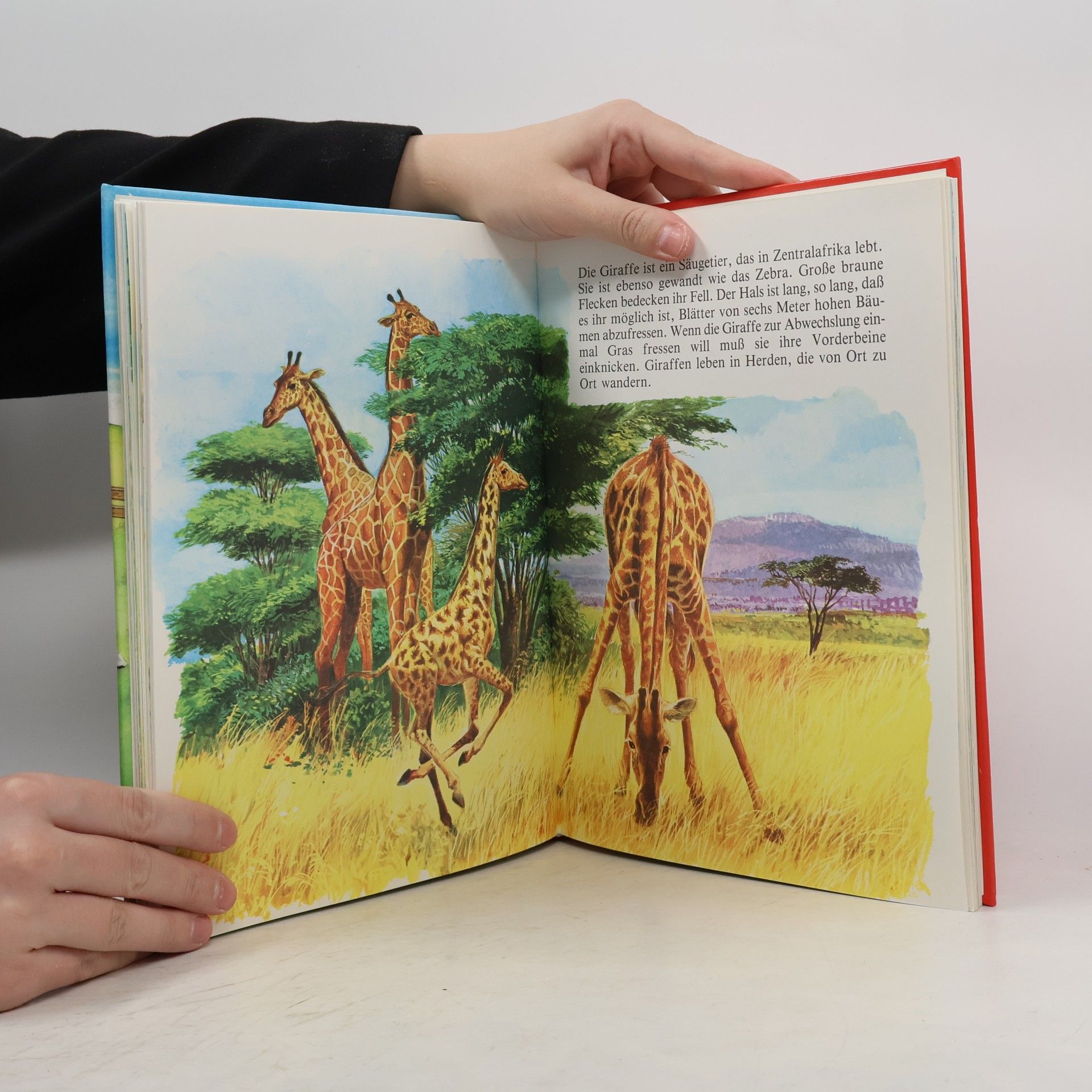 kolektiv Mein liebstes Tierbuch