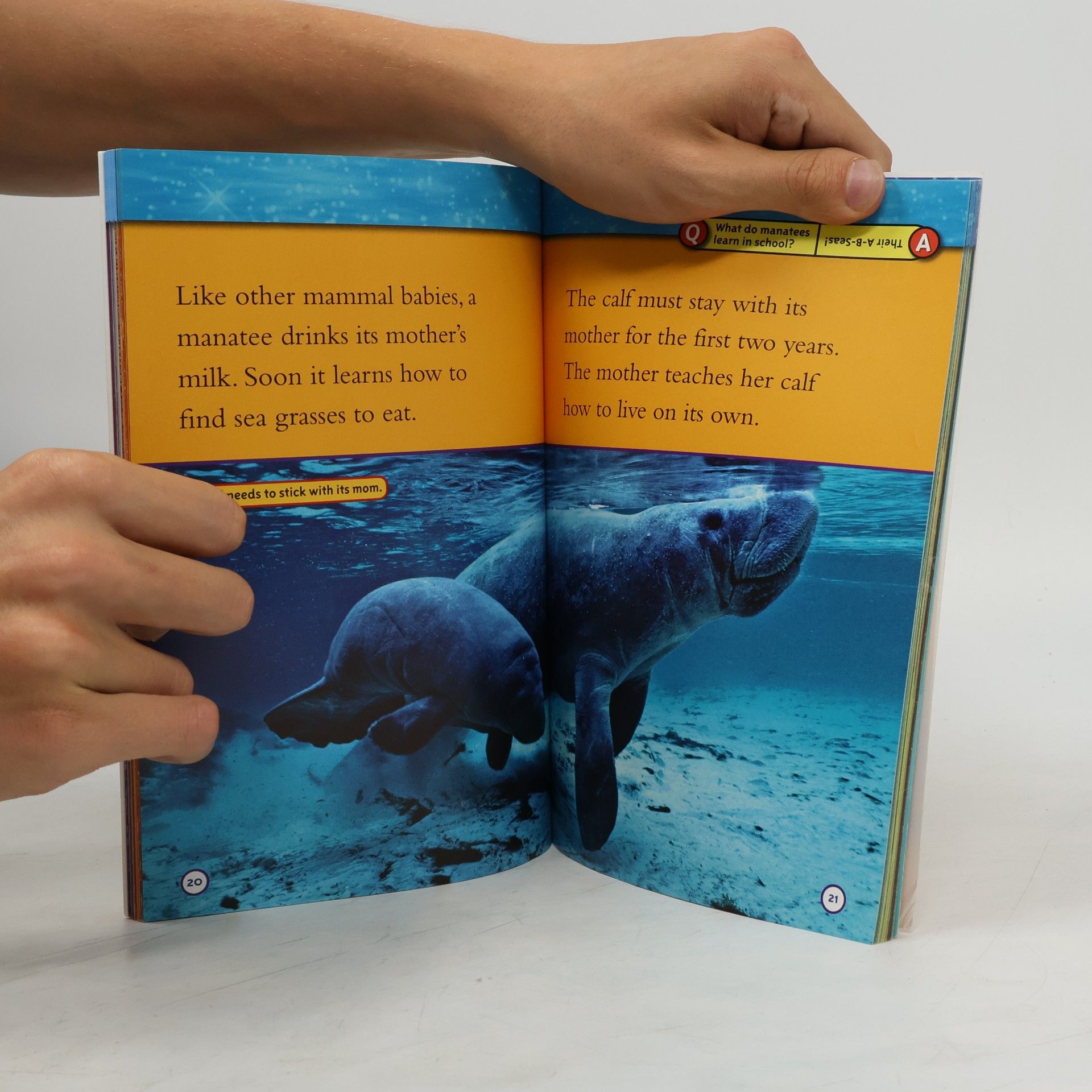 National Geographic Kids National Geographic Readers: Ocean Animals Collection