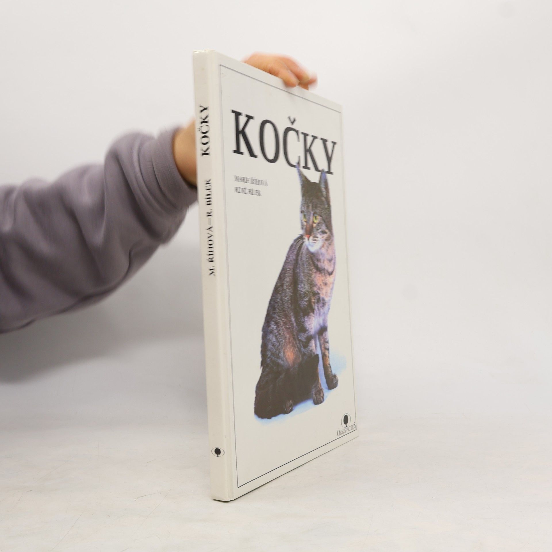 Kočky