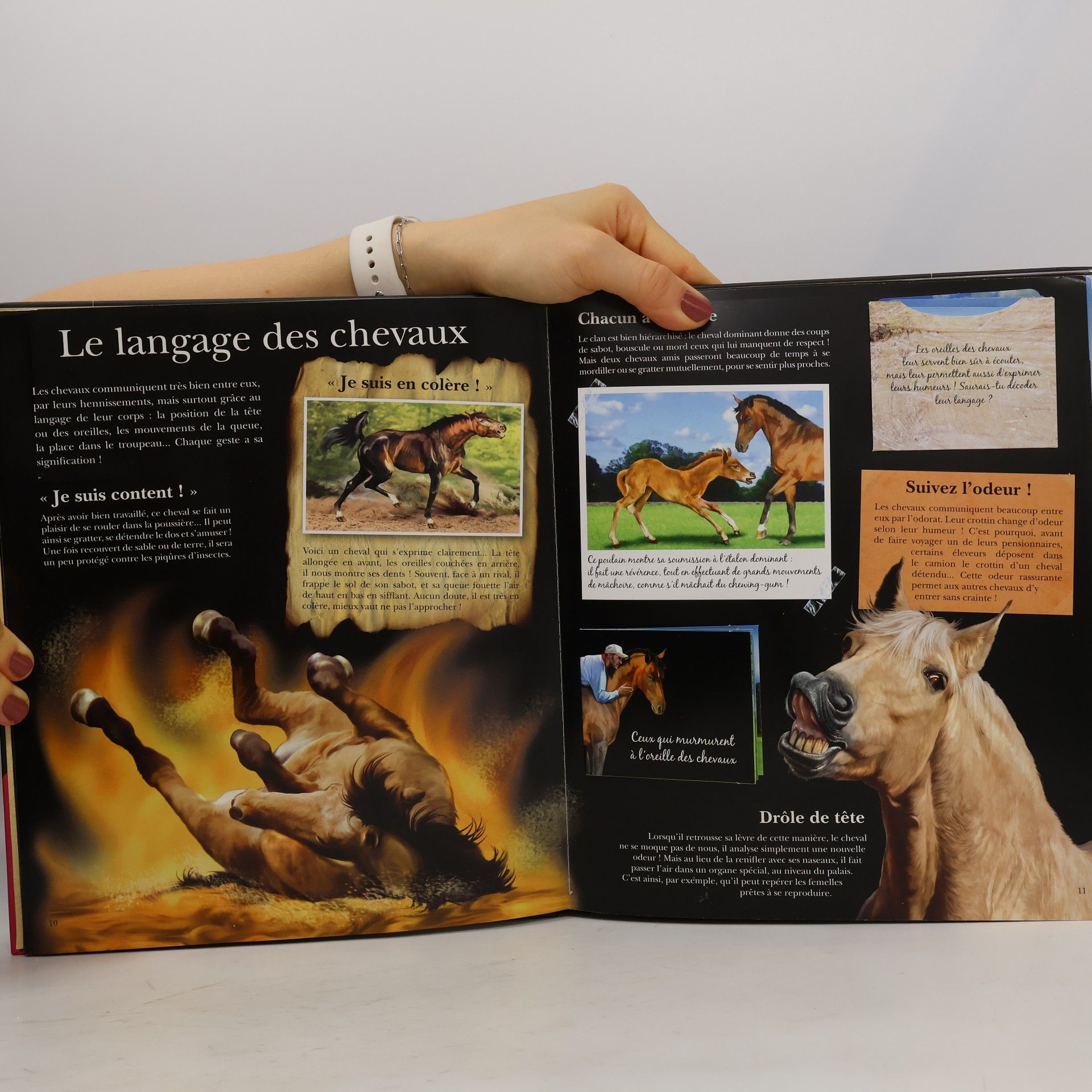 Stéphanie Morvan Incroyables Chevaux