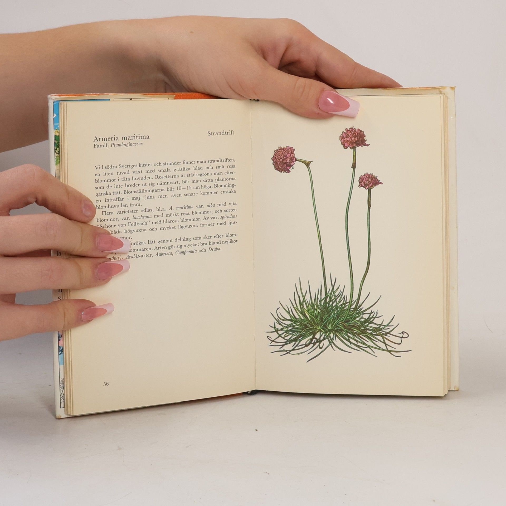Various authors Fakta om Stenpartiväxter