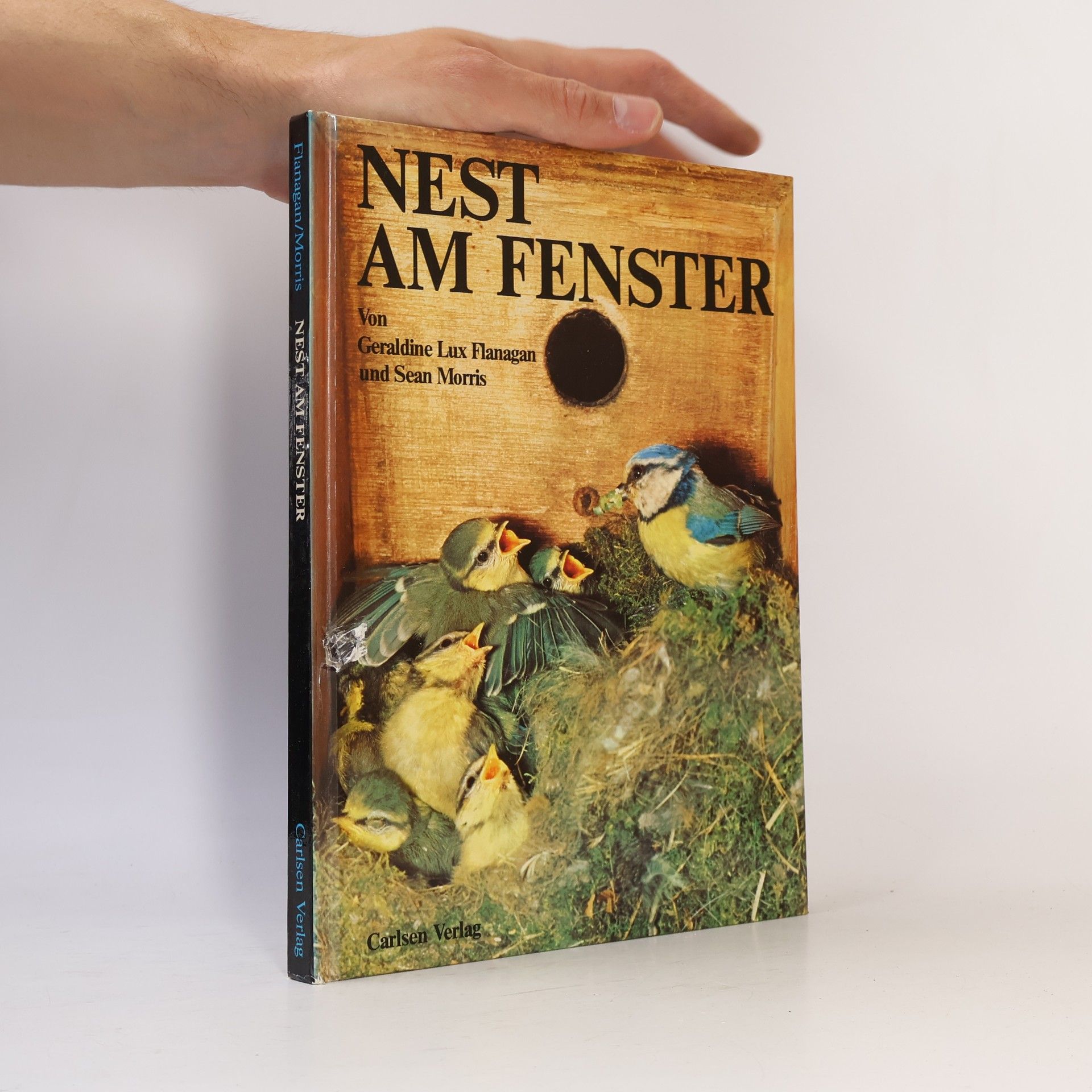 Nest am Fenster