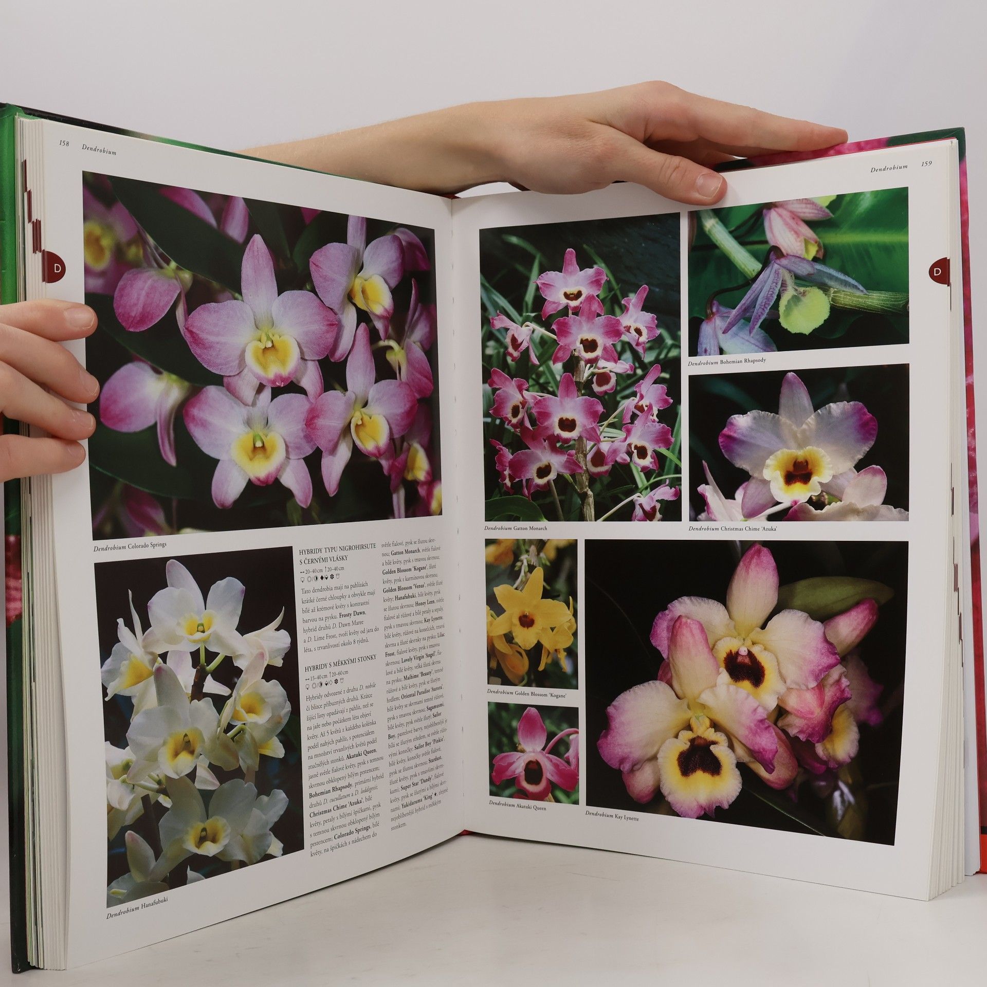 Ned Nash Orchideje: Více než 1500 druhů orchidejí