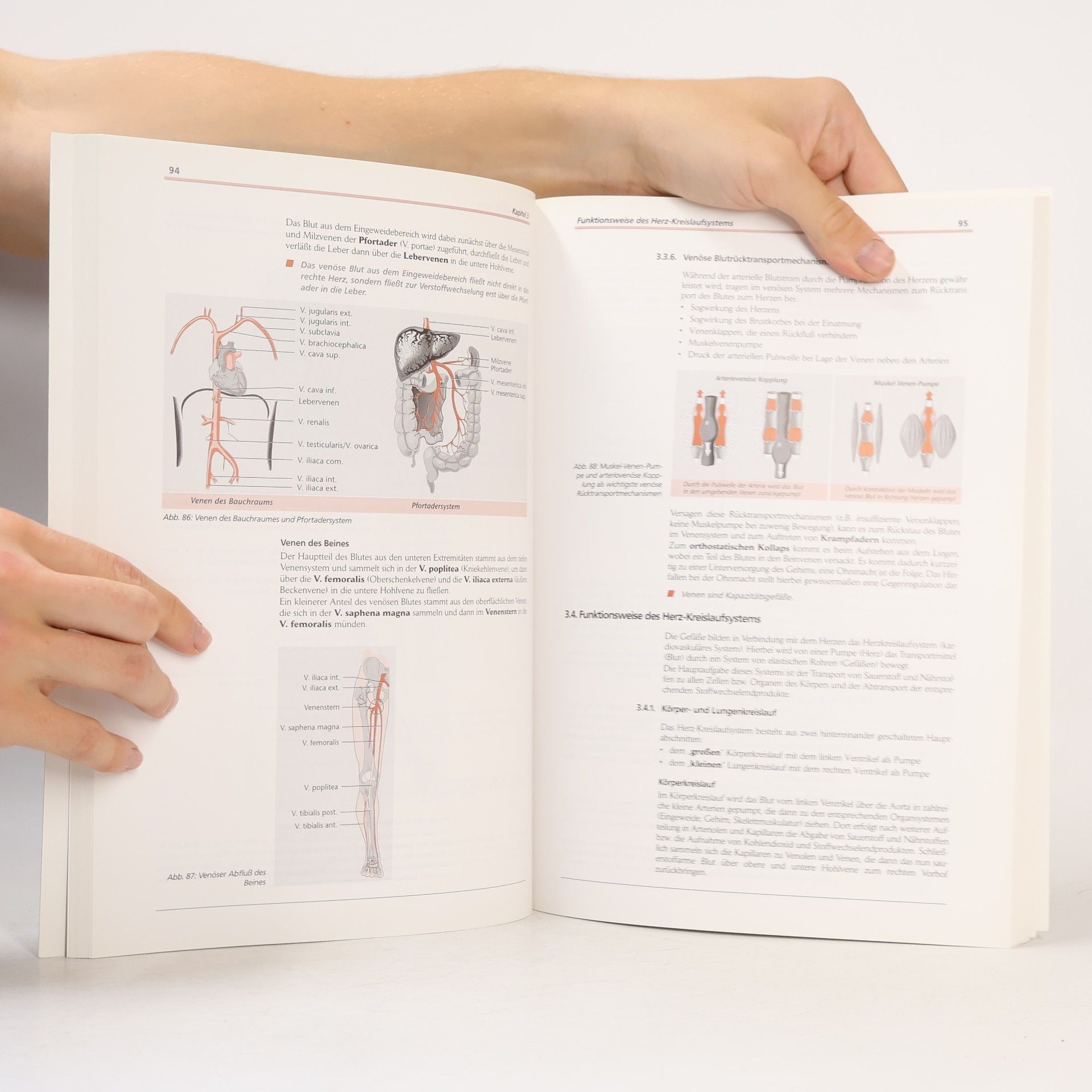 Steffen Gross Anatomie & Physiologie