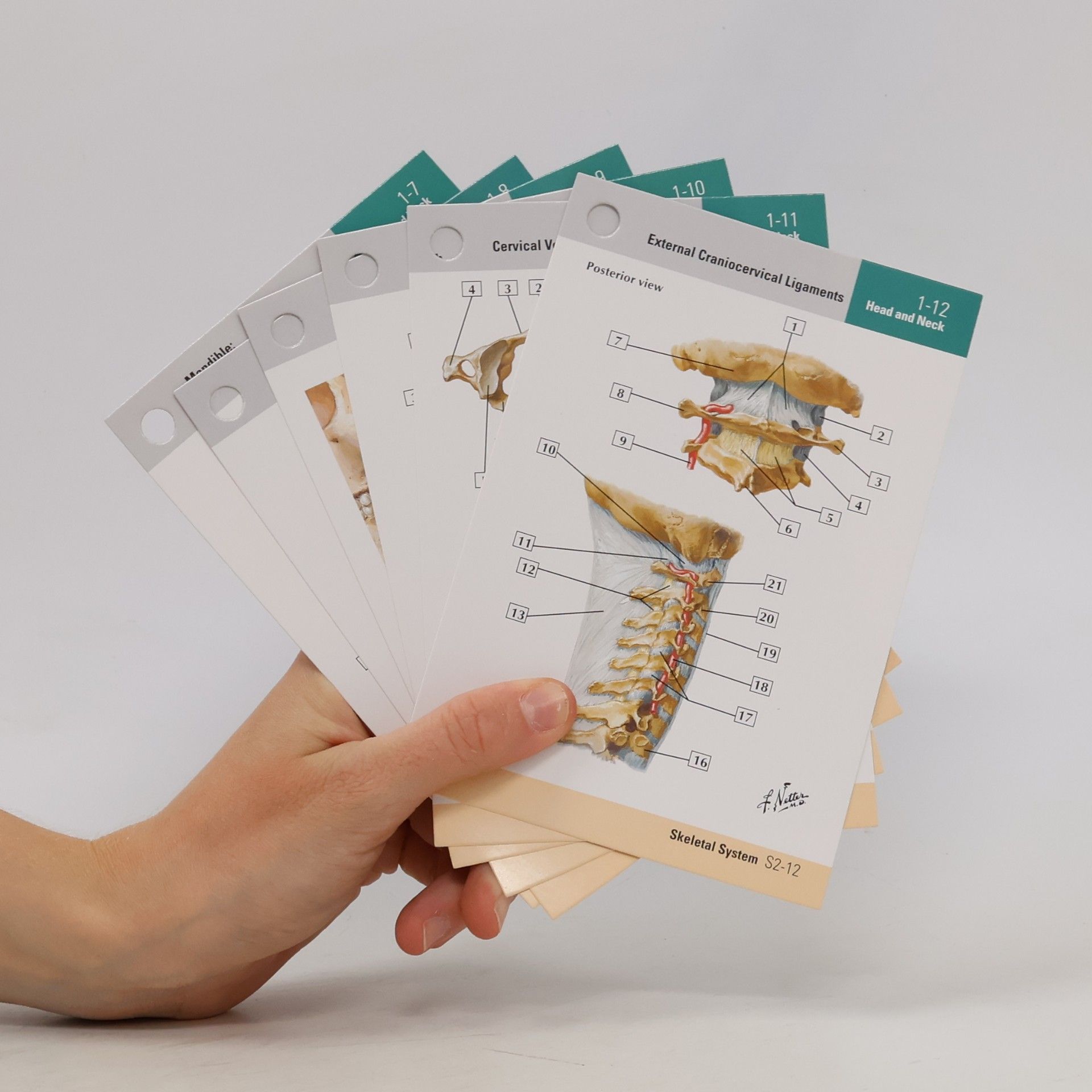 John T. Hansen Netter's Anatomy Flash Cards