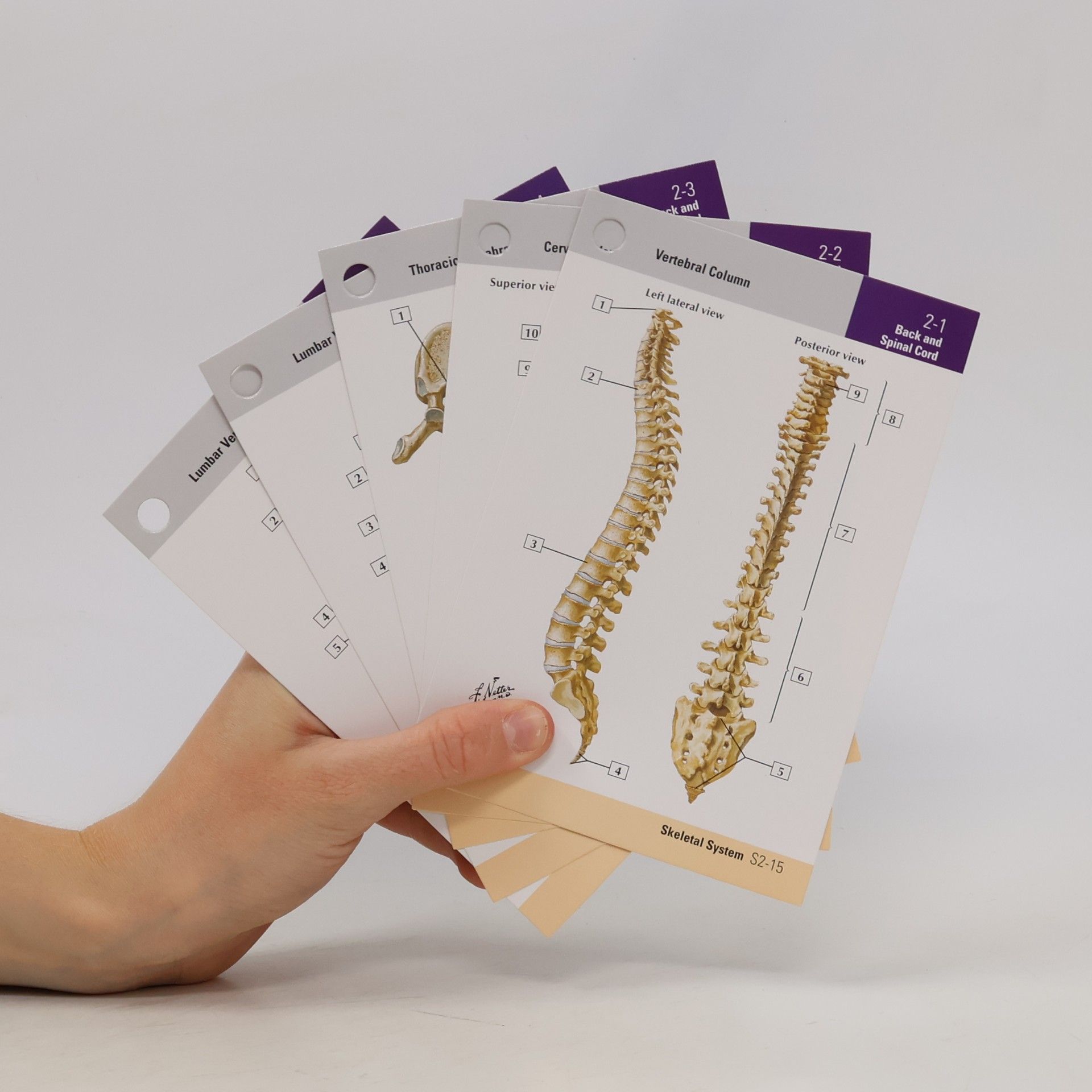 John T. Hansen Netter's Anatomy Flash Cards
