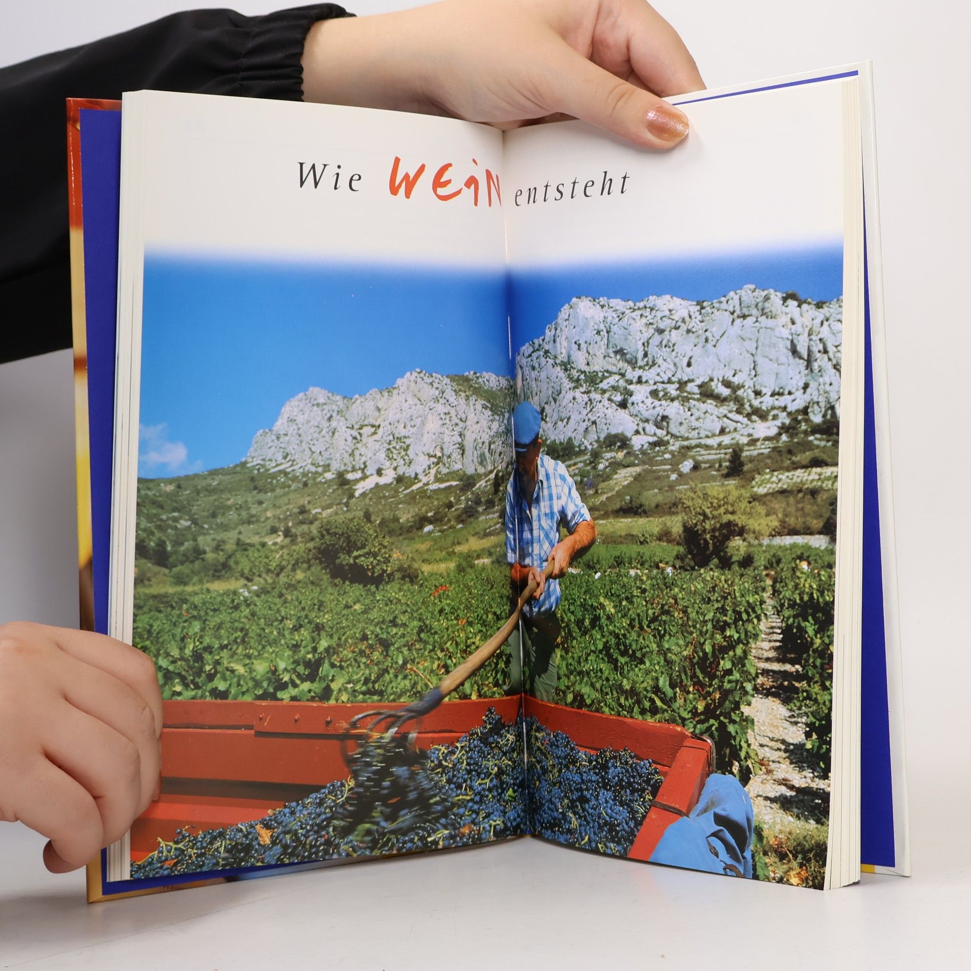 Susi Piroué Wein für Einsteiger Frankreich