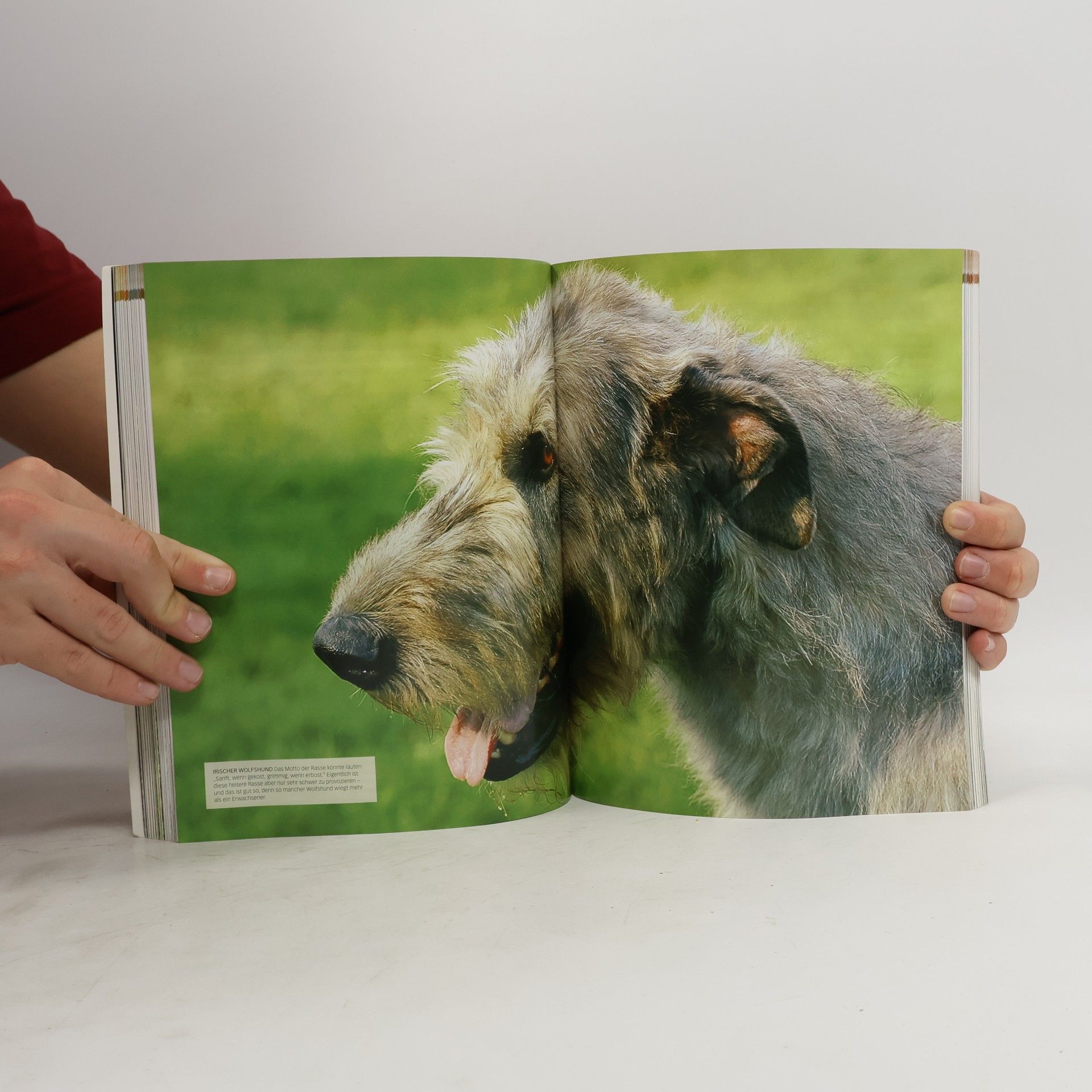 David Alderton Hunde