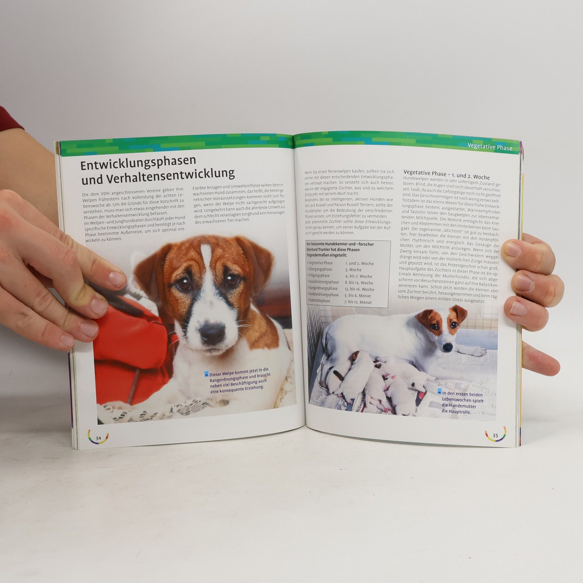 Cornelia Renczes Jack Russell Terrier, Parson Russell Terrier zu Hause
