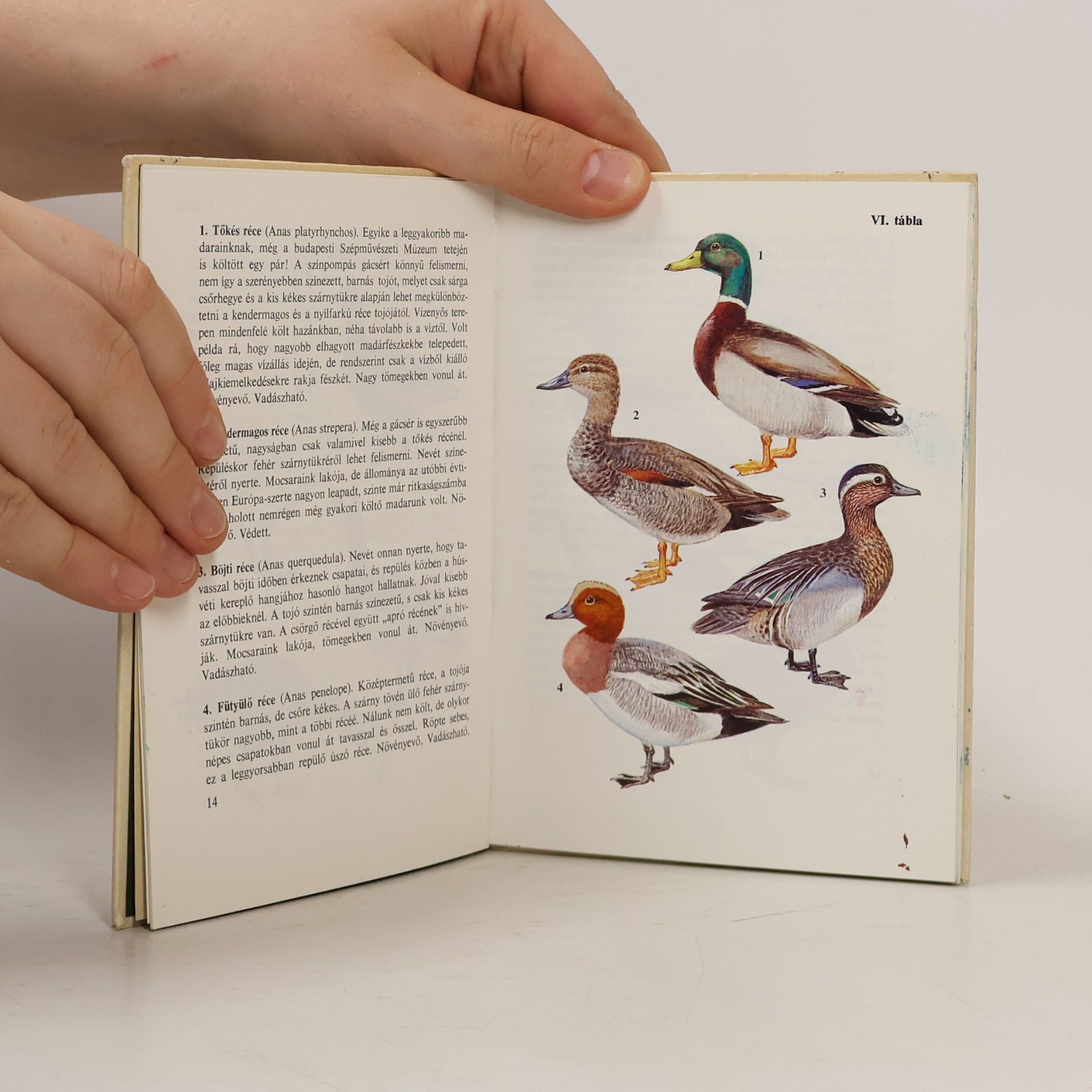 Various authors Madarak 2