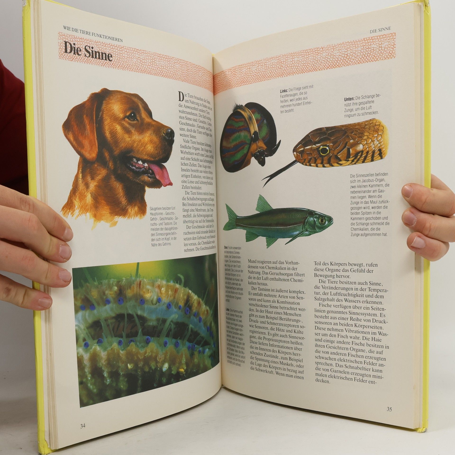 Mark Lambert Mein grosses Buch über das Leben der Tiere