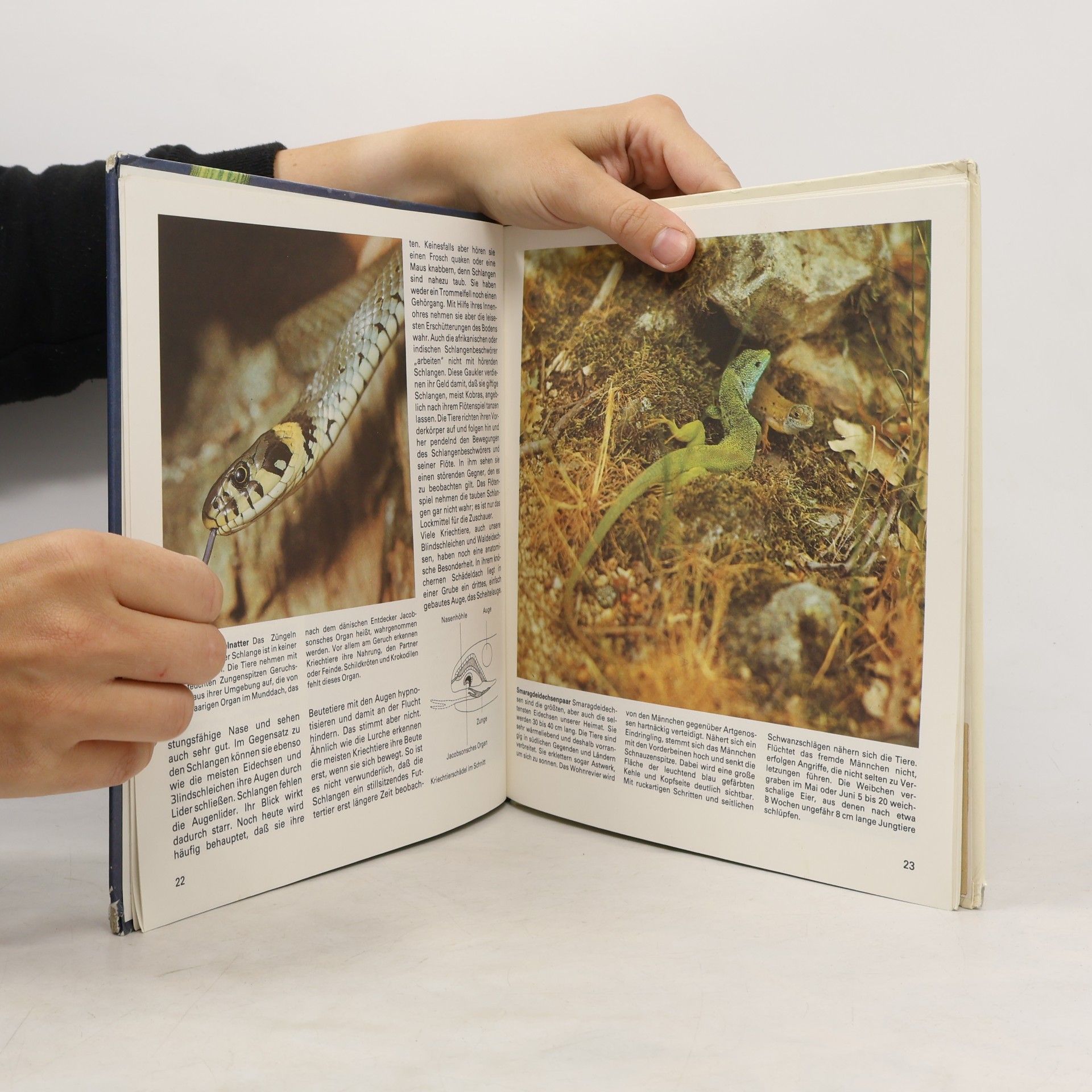 Karl-Heinz Tschiesche Lurche und Kriechtiere