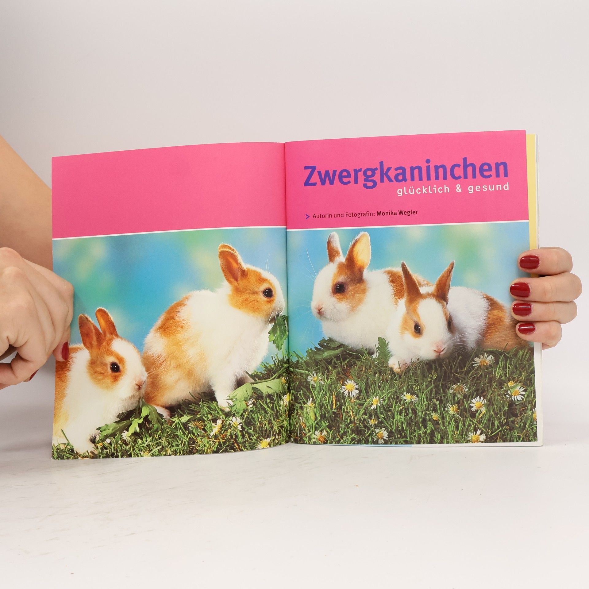 Monika Wegler Zwerg kaninchen