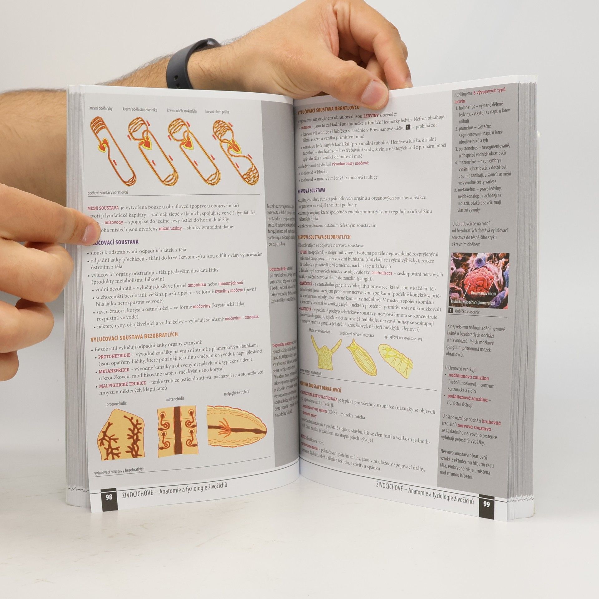 Autorenkollektiv Odmaturuj! z biologie