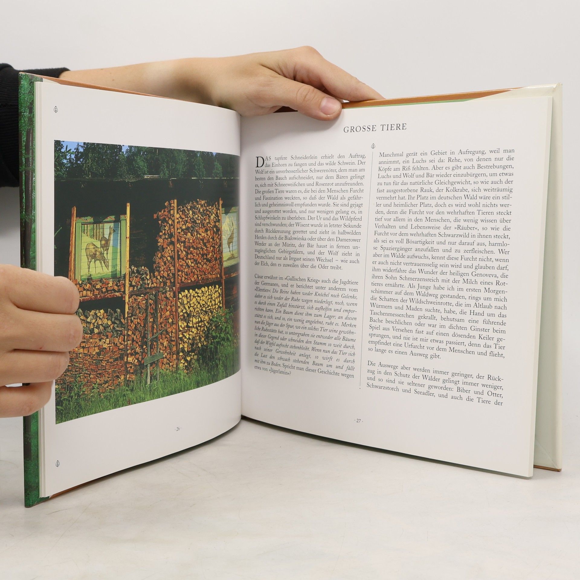 Bernd Wolff Das Buch vom Wald