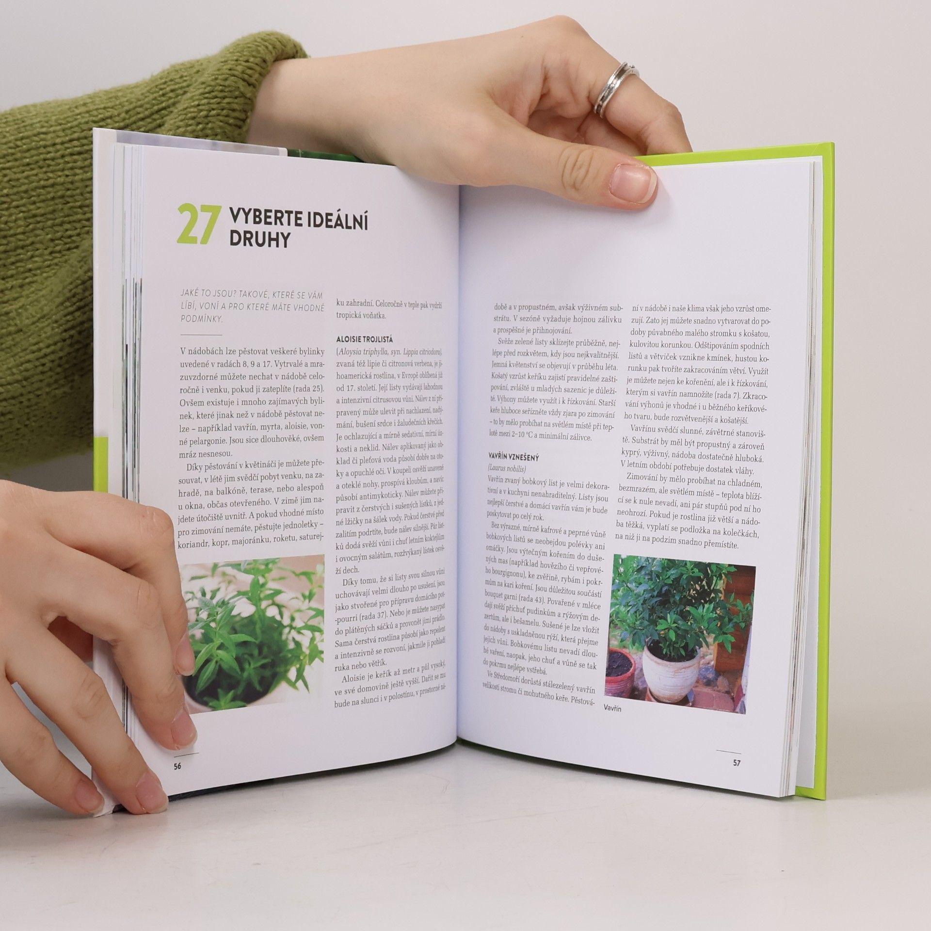 Autores varios 50 rad mazaného zahradníka. Bylinky