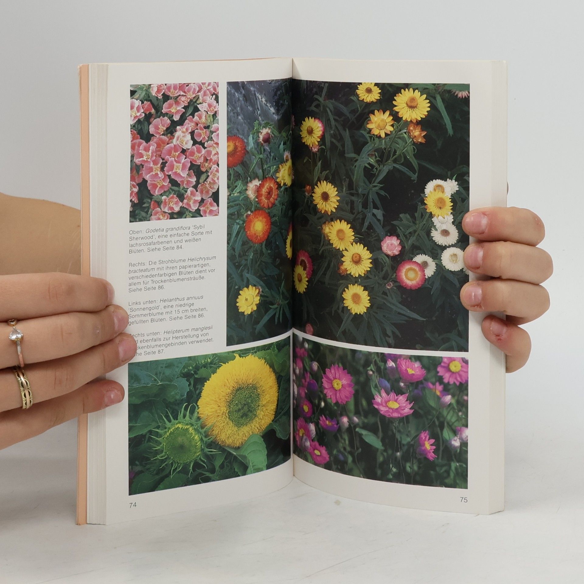 Bob Legge Sommerblumen von A bis Z