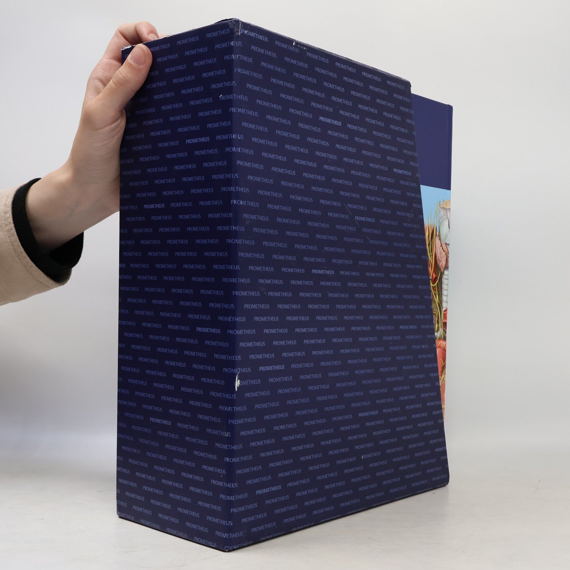 Autorenkollektiv PROMETHEUS LernPaket Anatomie