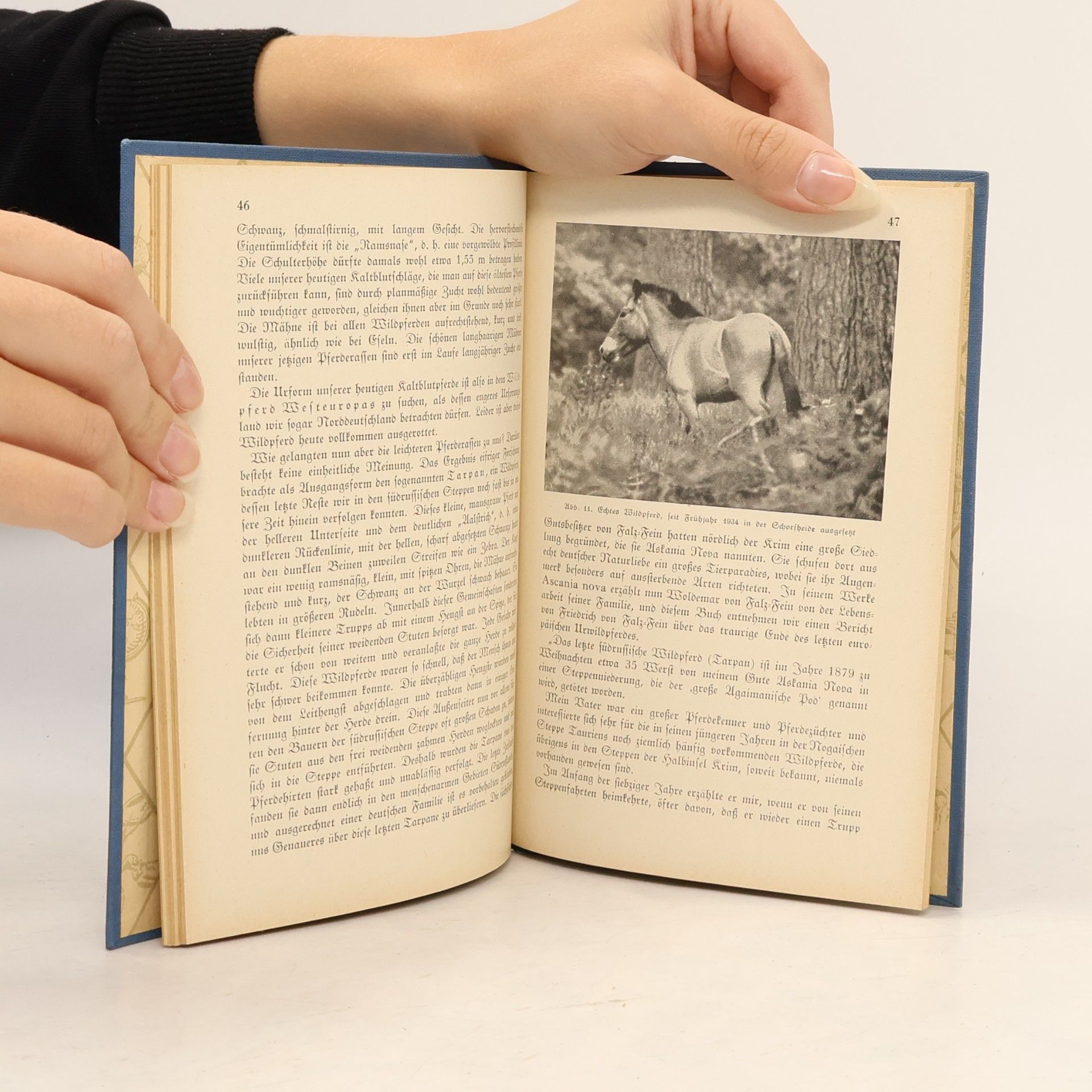 O. Fehringer Wildtiere und Haustiere