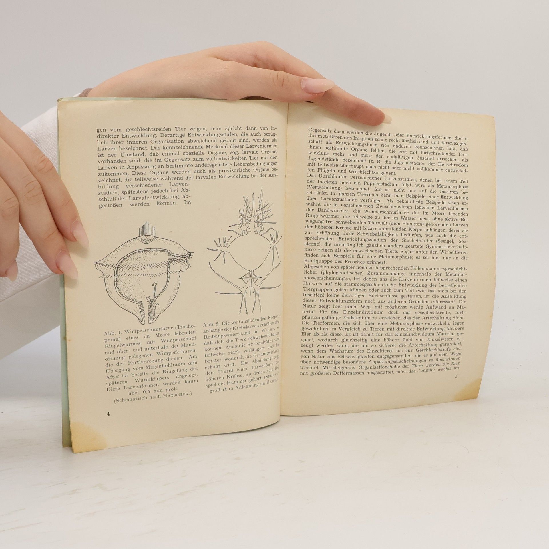 Dr. Johannes Otto Hüsing Die Metamorphose der Insekten