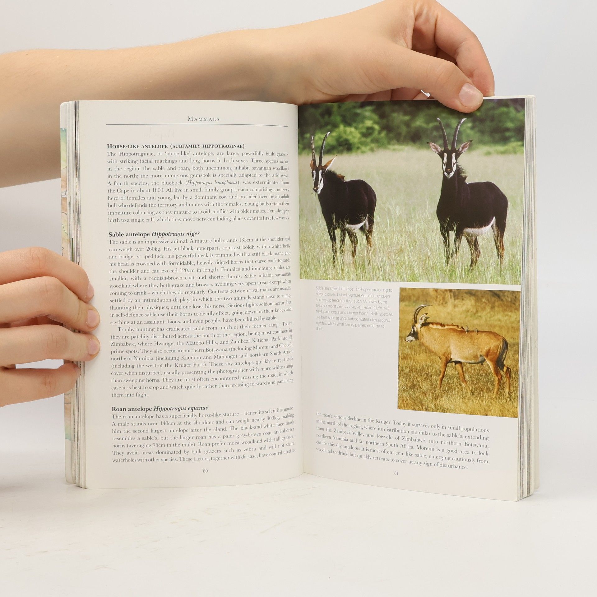 Mike Unwin Bradt Wildlife Explorer - 2: Southern African Wildlife