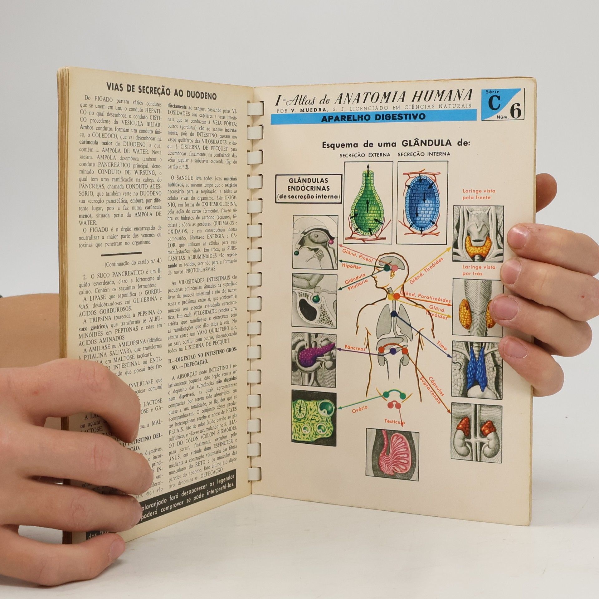 V. Muedra, S. J. Atlas de Anatomia Humana