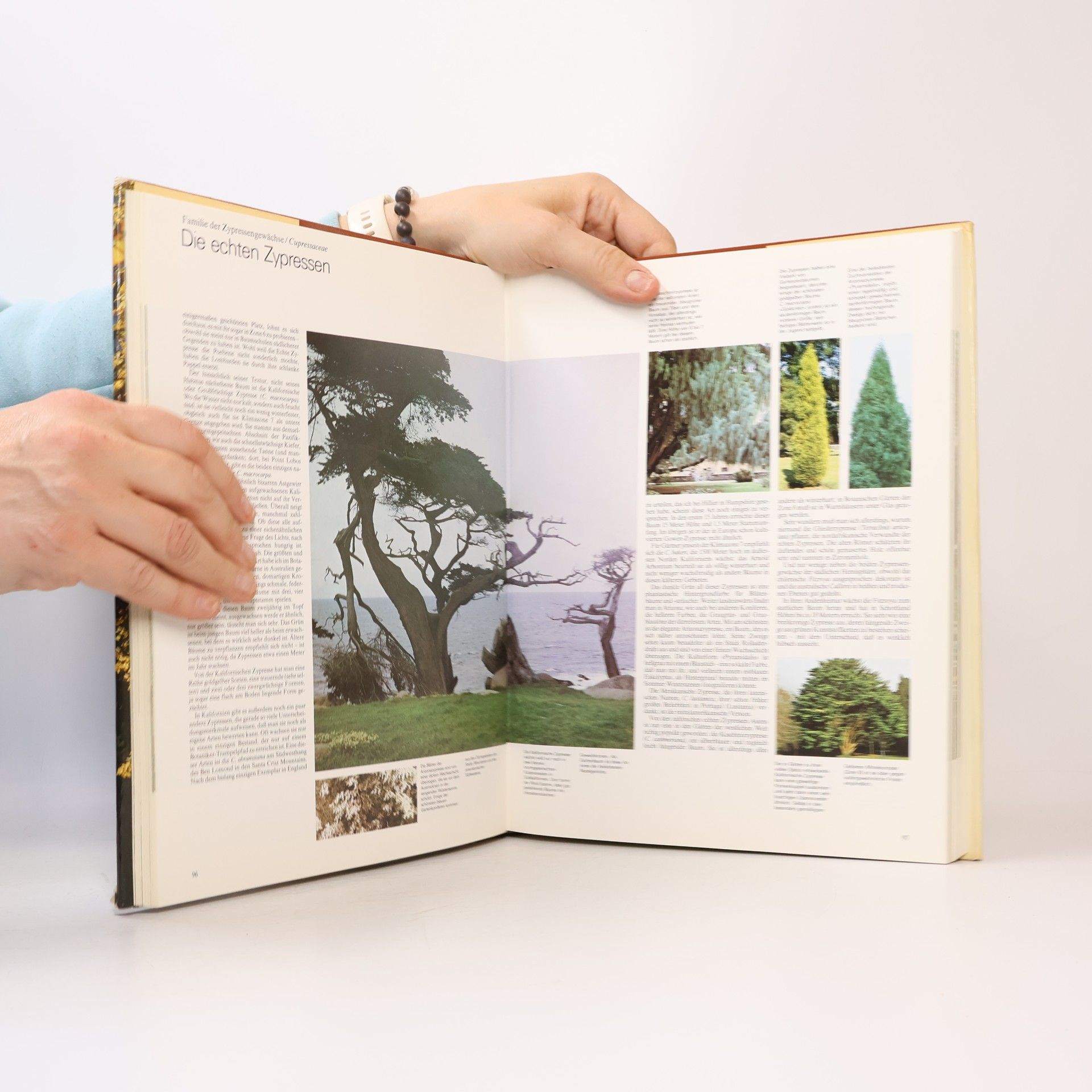 Hugh Johnson Das grosse Buch der Bäume