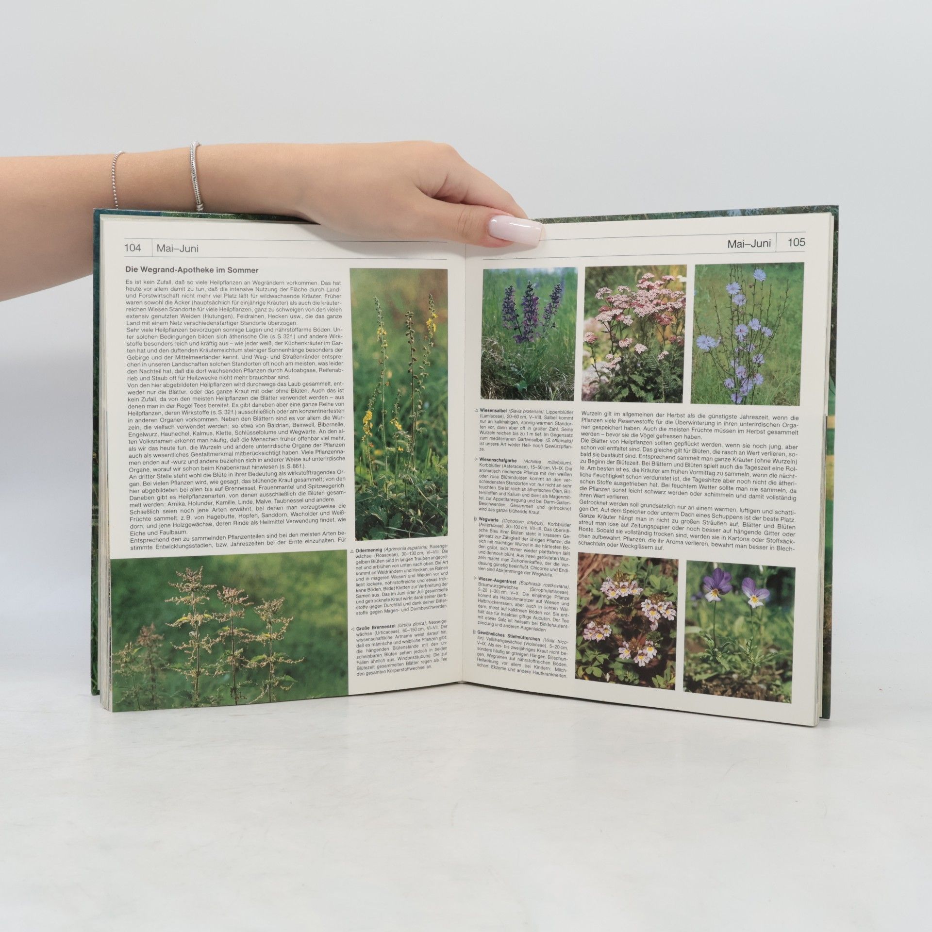 Michael Lohmann Das farbige BLV-Hausbuch der Natur